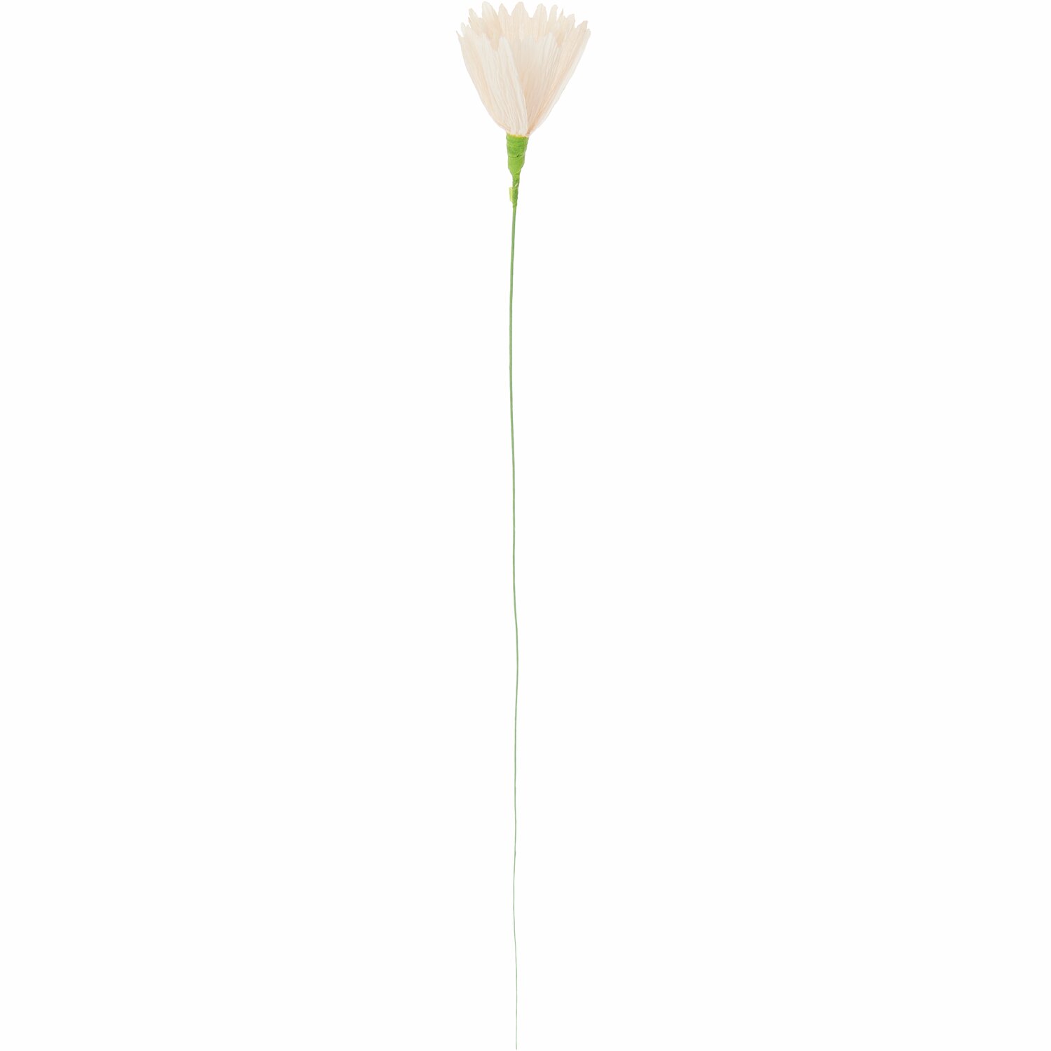 Papierblume Nelke 44x3,5cm Farbe Powder von Rico Design Papierblume Nelke von Rico Design in zartem Powder-Ton, 44x3,5cm, mit langem grünen Stiel.