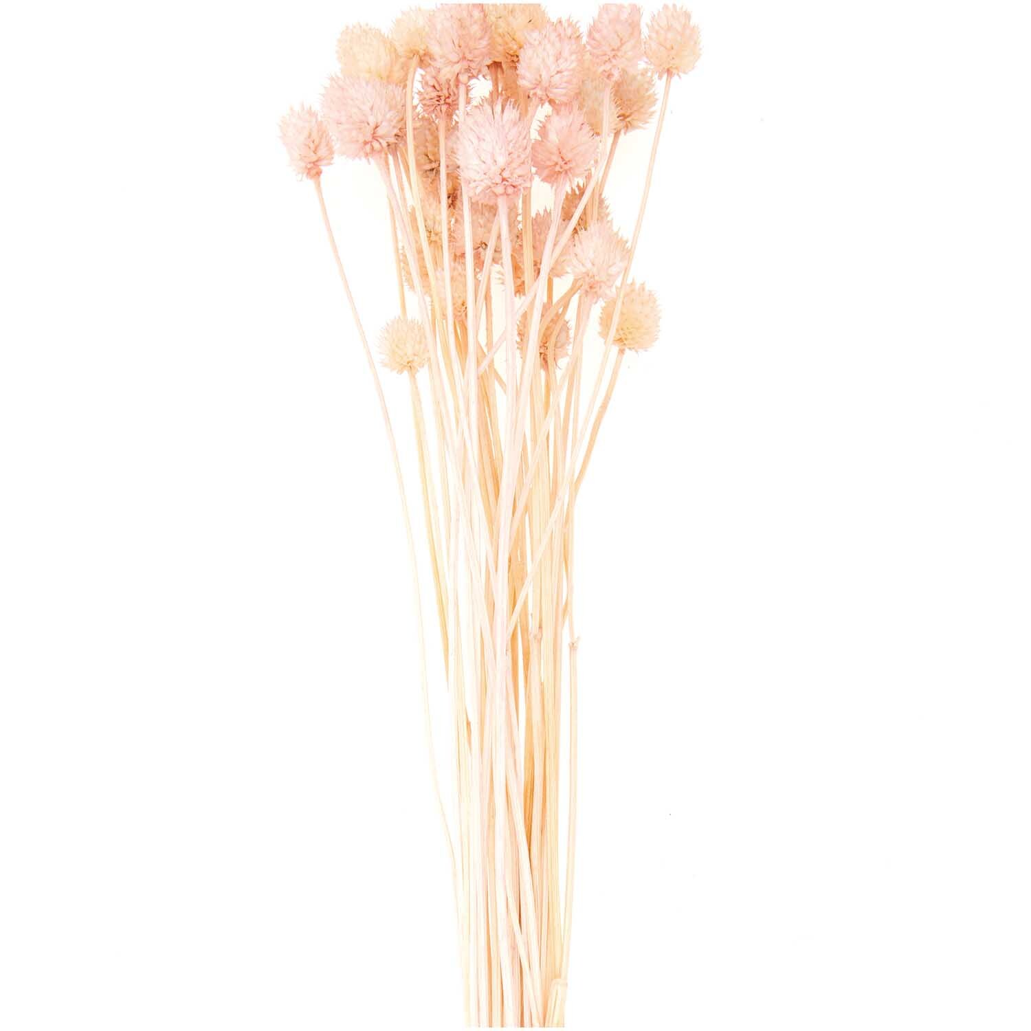 Getrocknete japanische Karde in zartem Rosa, 60-75 cm lang, von Rico Design, arrangiert in einem Bündel.