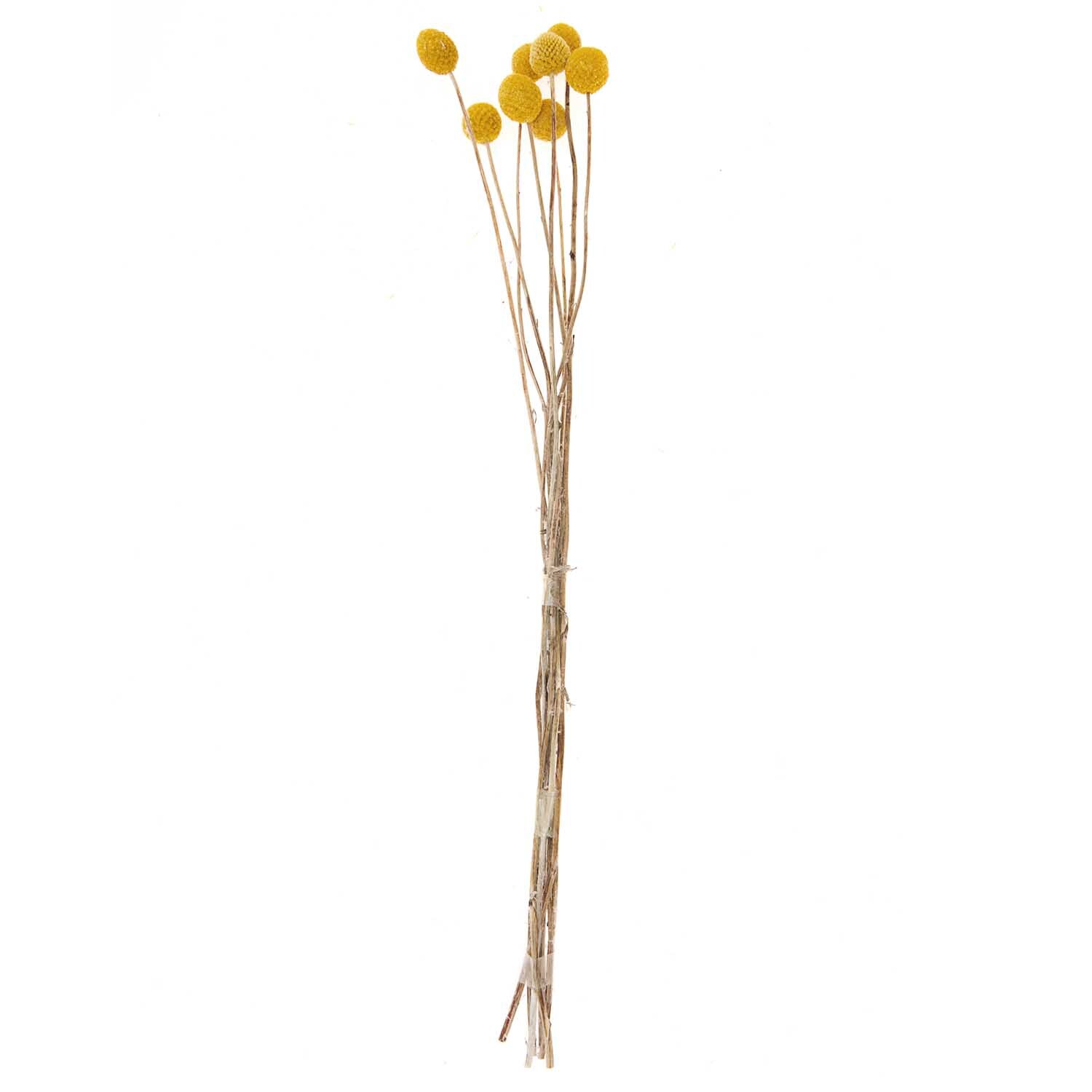 Getrocknete Craspedia gelb 50-60cm 10 Stück von Rico Design Getrocknete Craspedia von Rico Design, zehn gelbe Stiele, 50-60 cm lang, auf weißem Hintergrund.