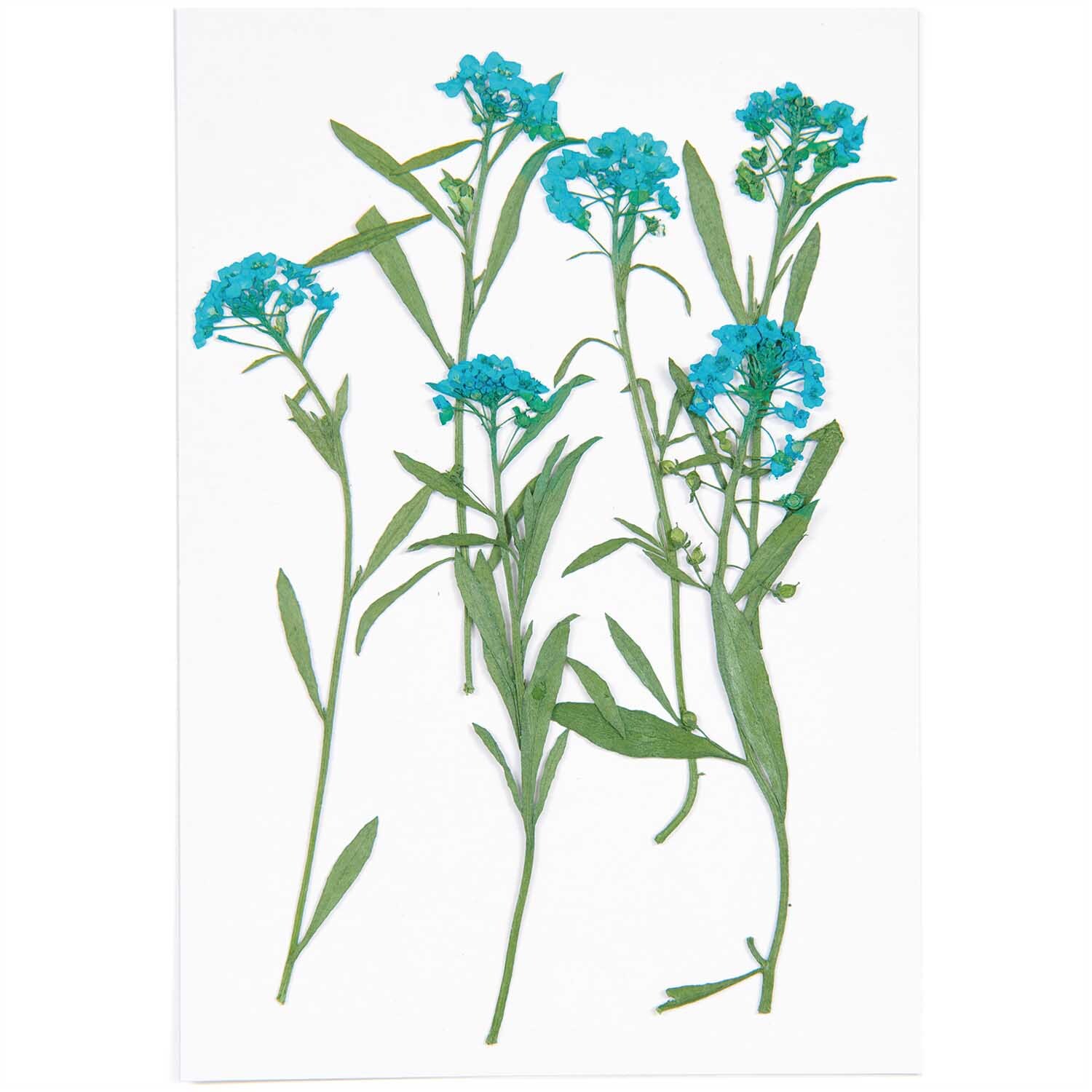 Gepresste Blüten Strand-Silberkraut in Blau von Rico Design, sechs Stück auf weißem Hintergrund.