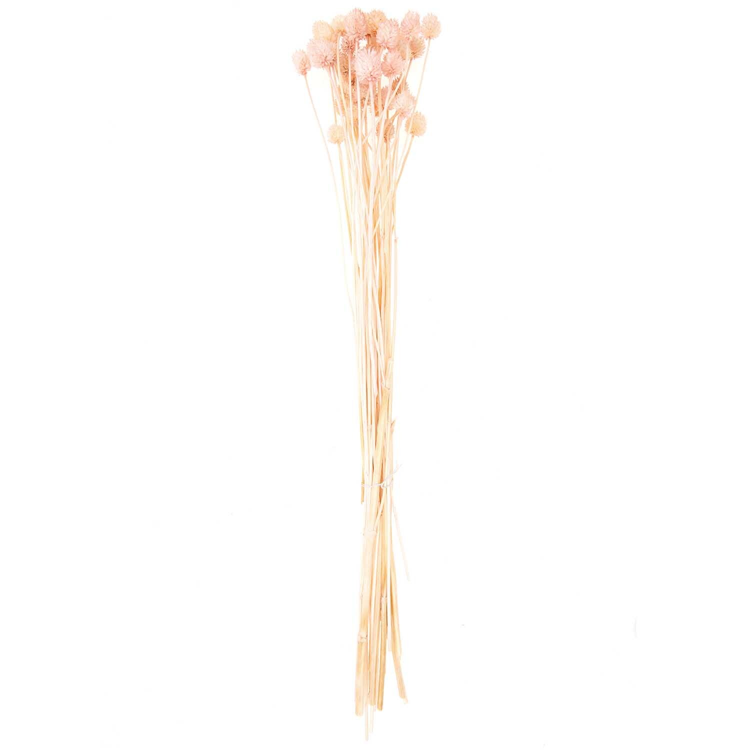 Getrocknete japanische Karde pink 60-75cm 50g von Rico Design Getrocknete japanische Karde in zartem Rosa, 60-75 cm lang, von Rico Design. Ideal für stilvolle Dekorationen.