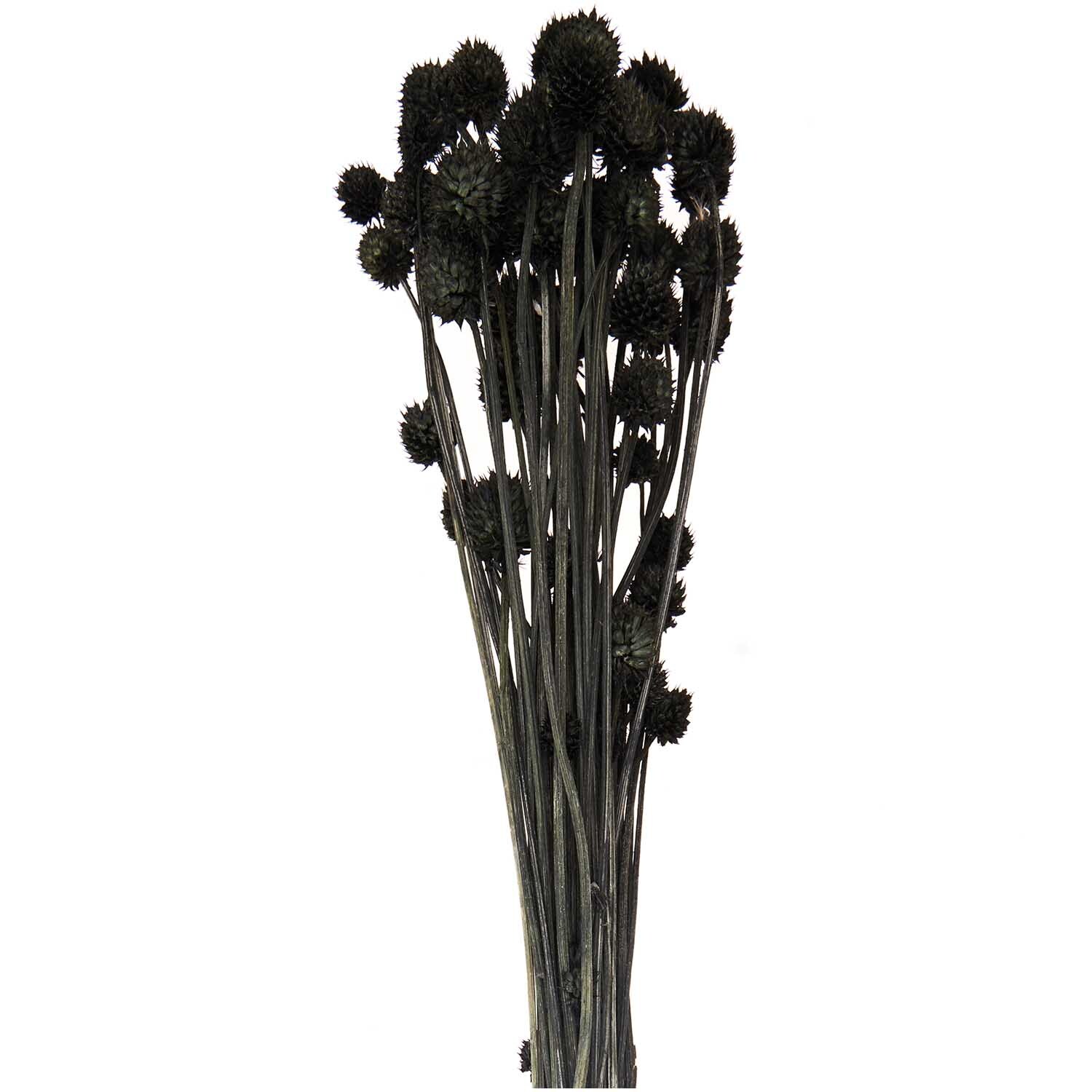Getrocknete japanische Karde in Schwarz, 60-75 cm, von Rico Design. Eleganter Strauß für Dekoration.