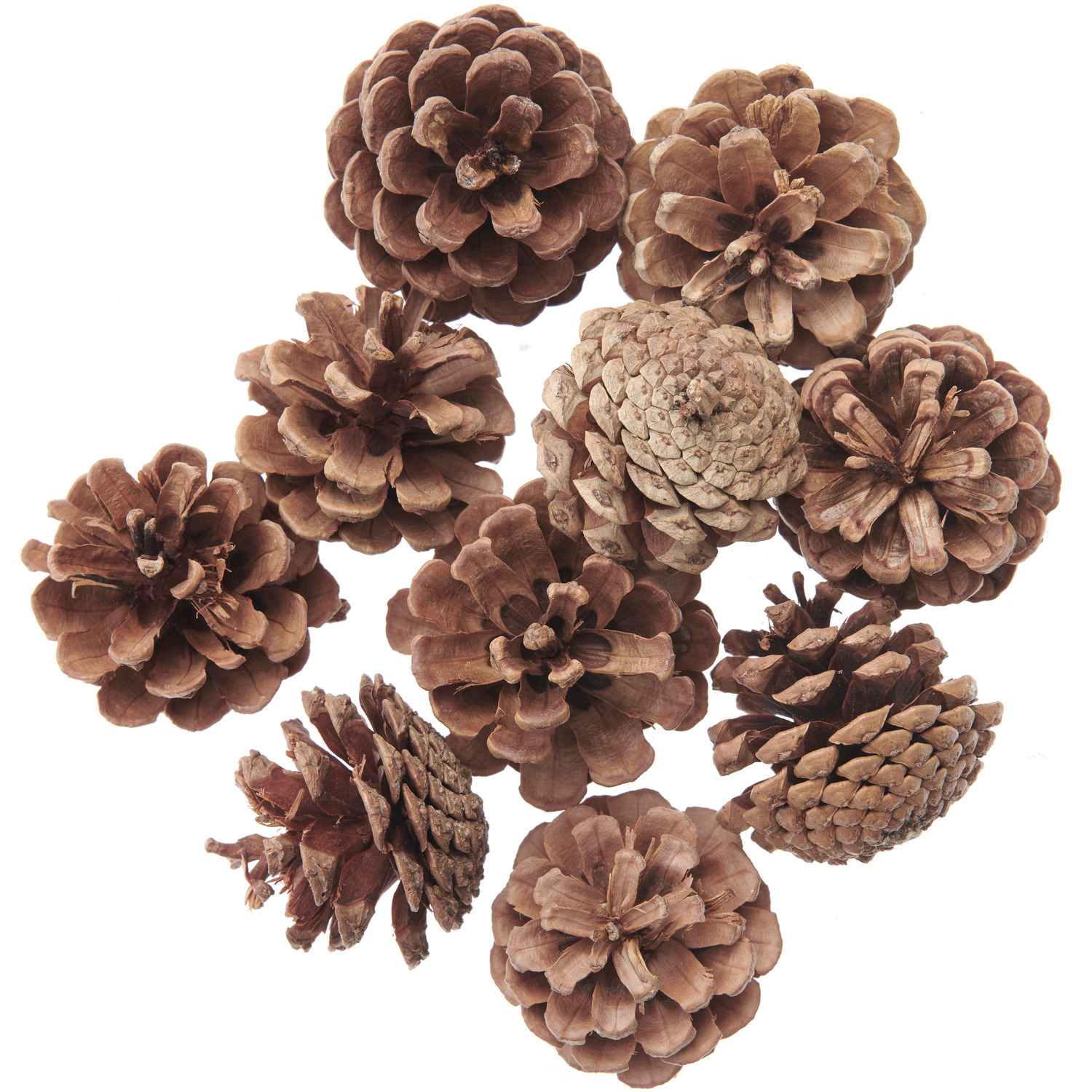 Kiefernzapfen 10 Stück Farbe Natur von Rico Design Kiefernzapfen von Rico Design, naturbelassen, 10 Stück. Zeigt eine Sammlung von braunen Zapfen.