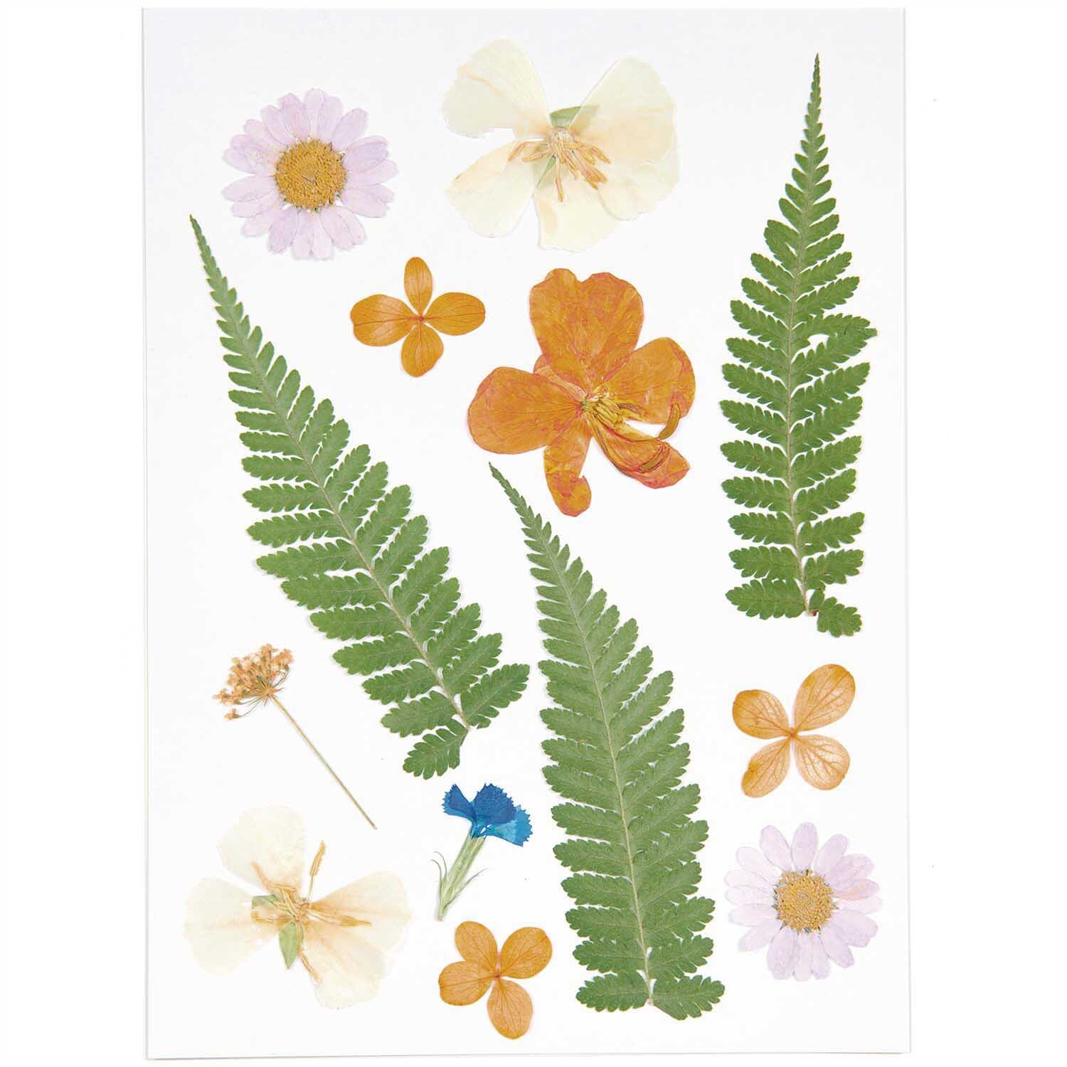 Gepresste Blüten Mix Set mit violetten und orangefarbenen Blüten und grünen Farnen von Rico Design.