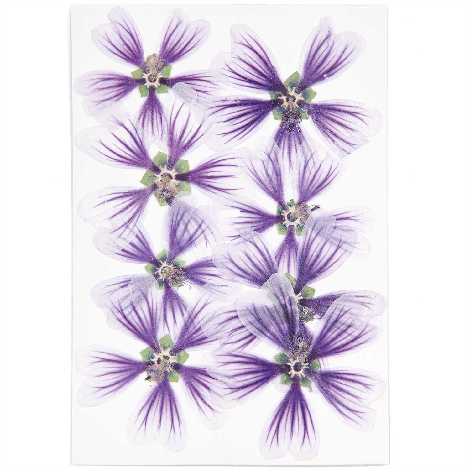 Gepresste Blüten Stockrose violett 8 Stück von Rico Design, zeigen acht zarte violette Blüten auf weißem Hintergrund.
