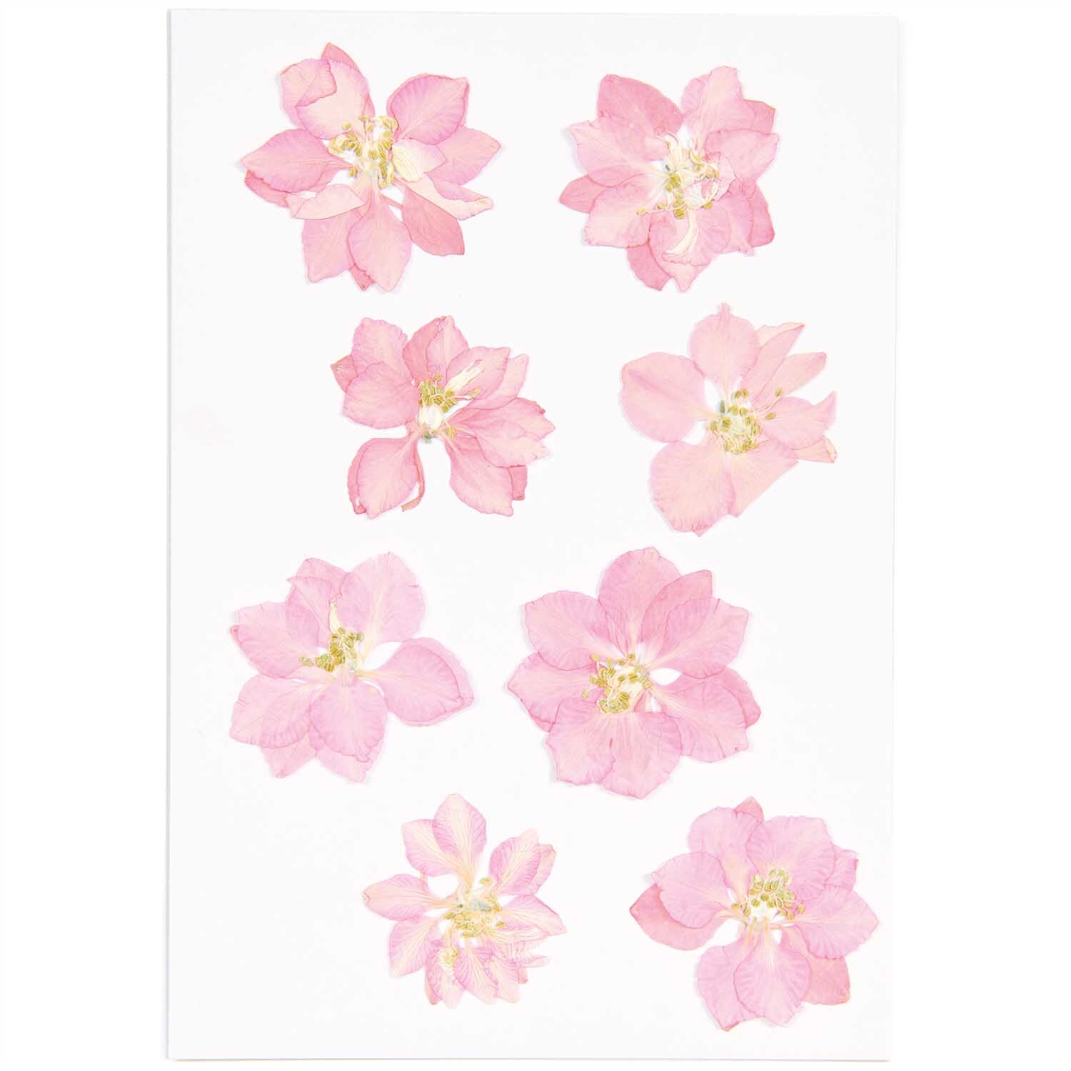 Gepresste Blüten Rittersporn rosa 8 Stück von Rico Design, zarte rosa Blüten auf weißem Hintergrund.