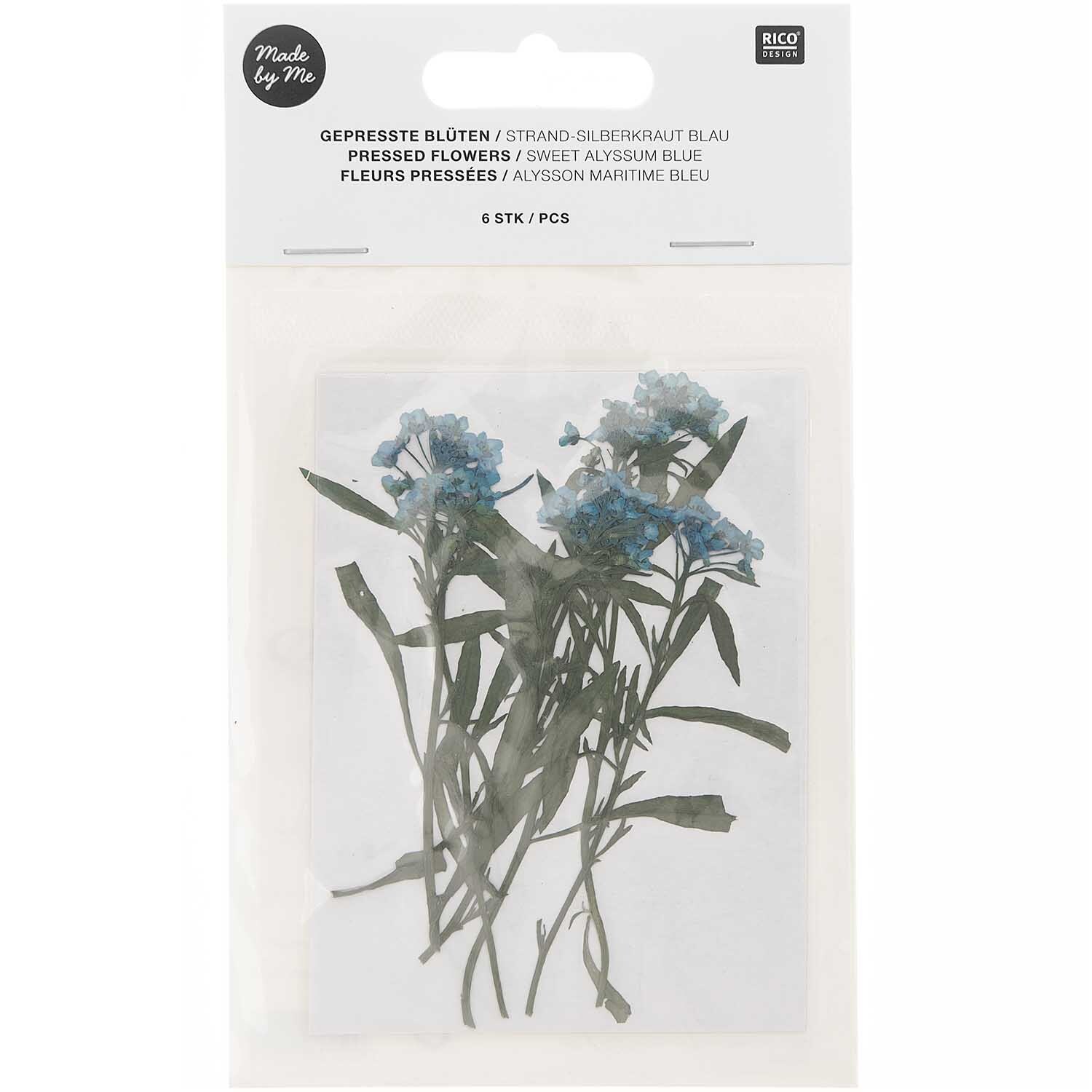 Gepresste Blüten Strand-Silberkraut blau 6 Stück von Rico Design