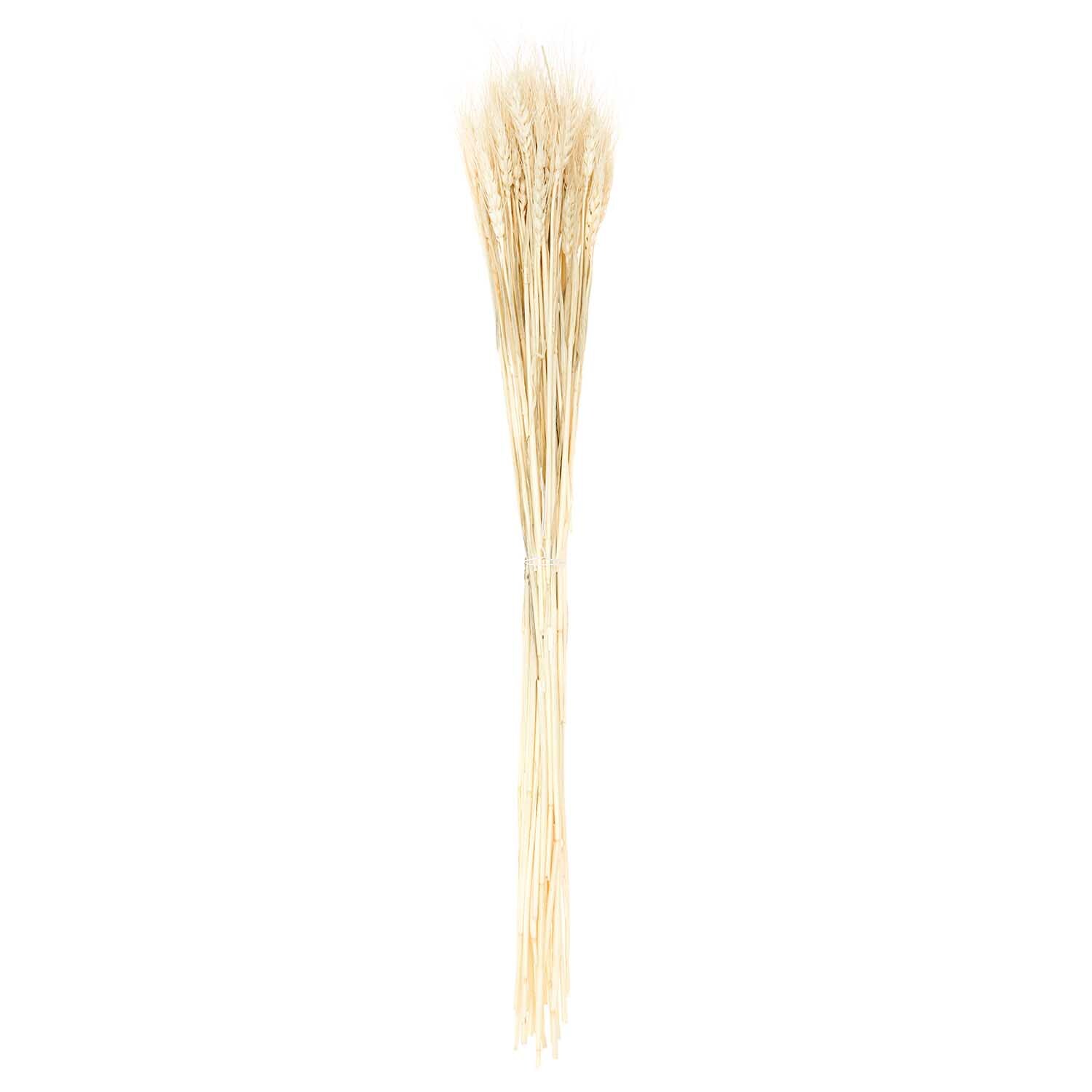 Getrockneter Weizen natur 60-70cm 50 Stück von Rico Design Getrockneter Weizen in natürlichem Farbton, 60-70 cm lang, 50 Stück von Rico Design, stehend gebündelt.