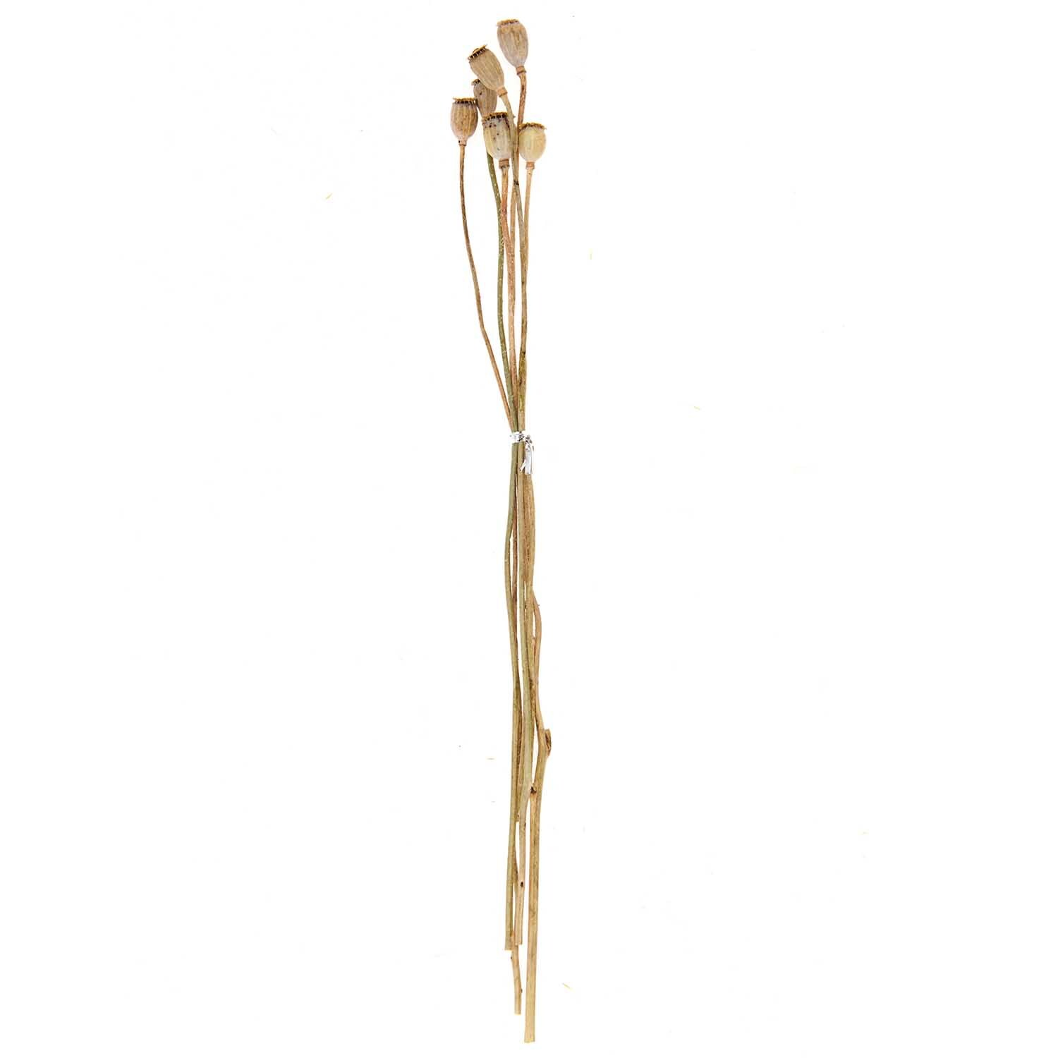 Getrocknete Mohnkolben ca. 40cm 6 Stück von Rico Design Getrocknete Mohnkolben ca. 40cm 6 Stück von Rico Design in natürlichem Beige, gebündelt.