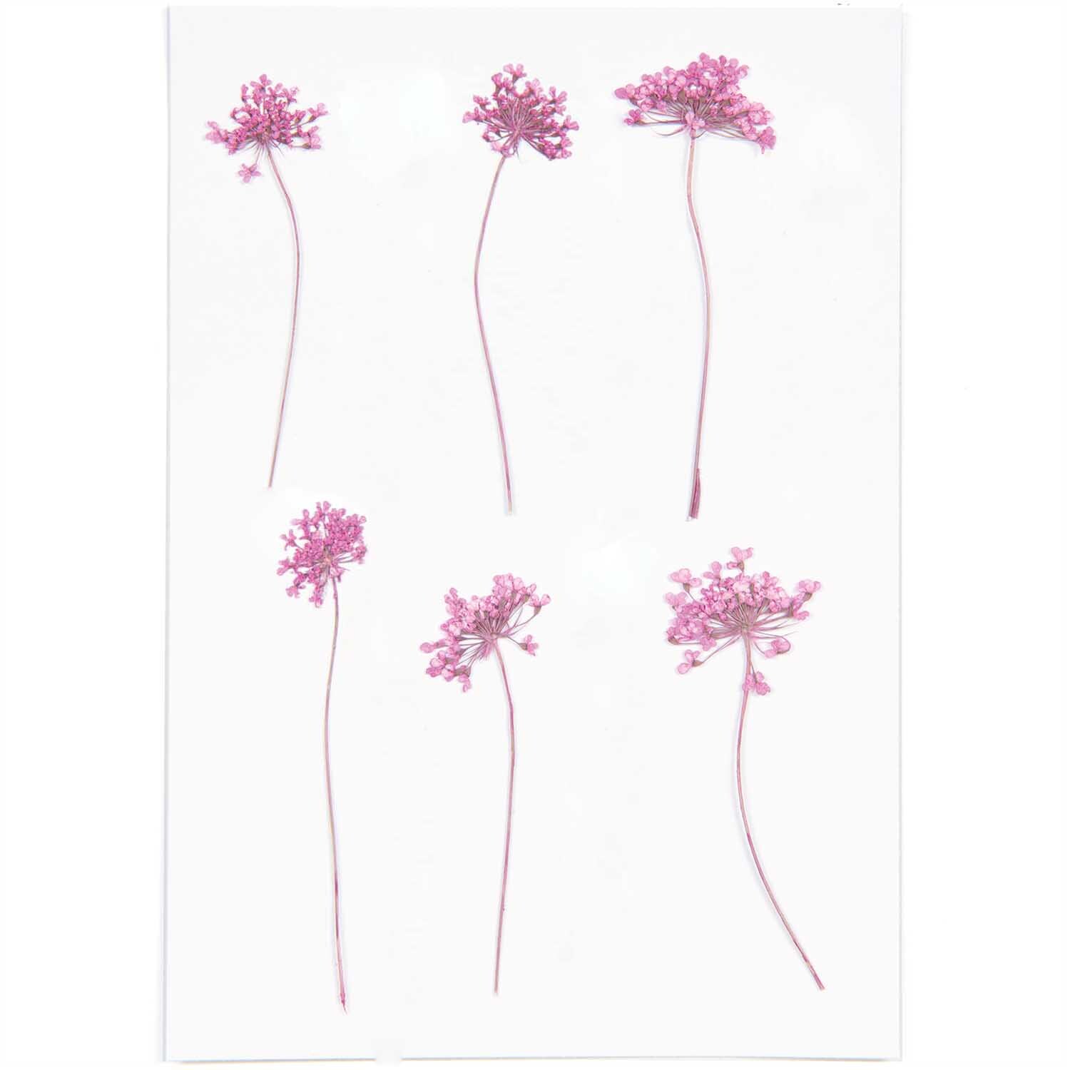 Gepresste Blüten Ammi pink 6 Stück von Rico Design auf weißem Hintergrund, zarte rosa Blüten.