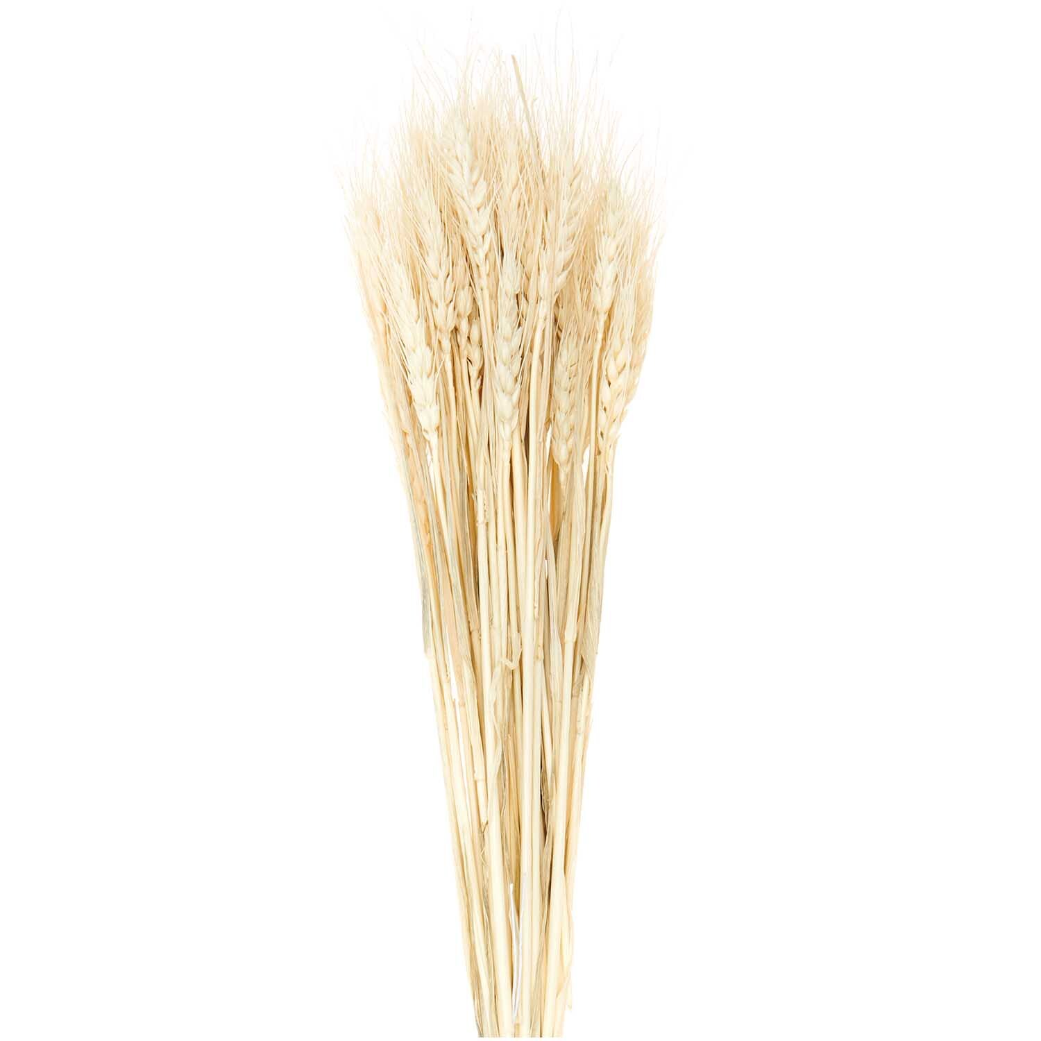 Getrockneter Weizen natur 60-70cm 50 Stück von Rico Design. Ein Bündel heller, getrockneter Weizenstiele, ideal für Dekorationen.