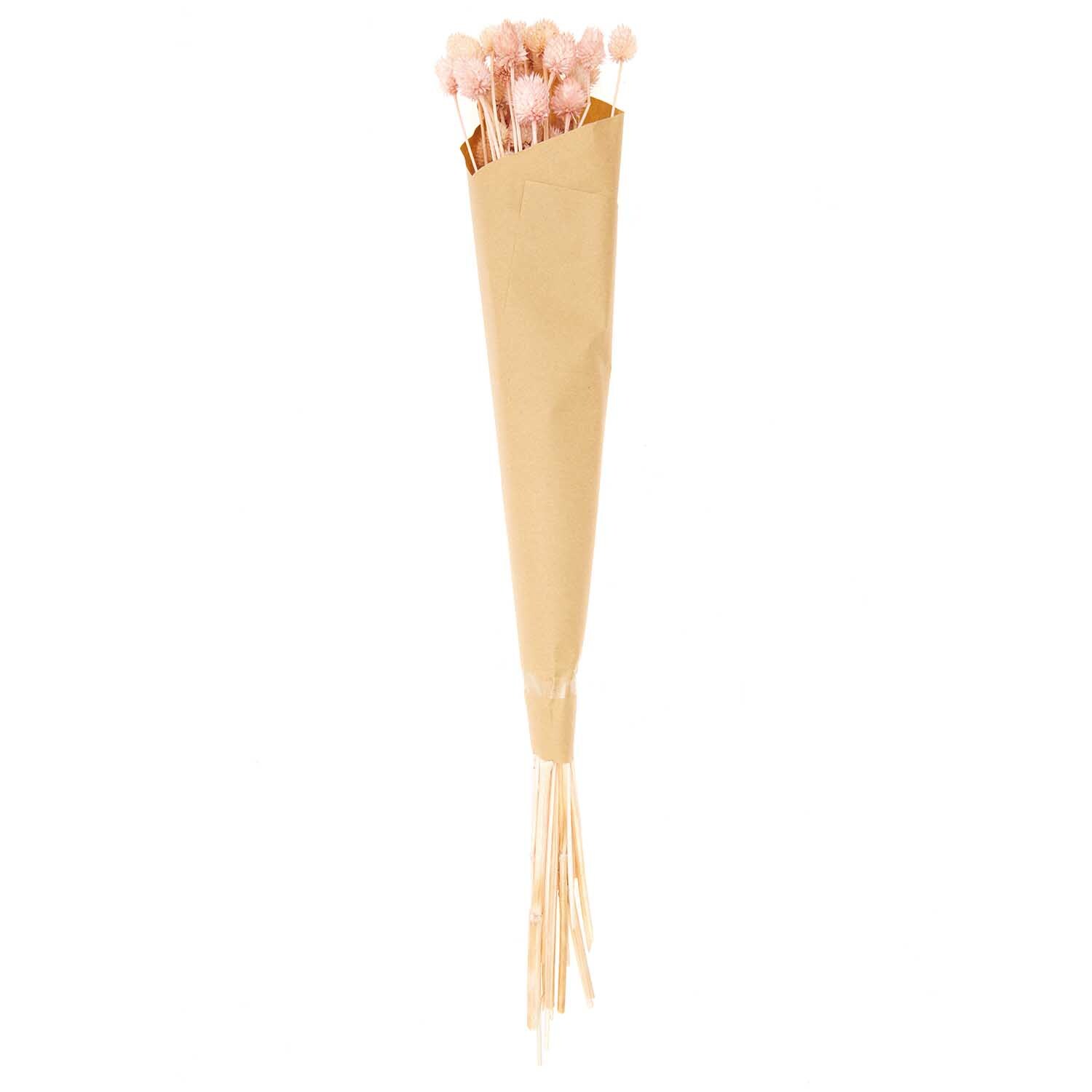 Getrocknete japanische Karde pink 60-75cm 50g von Rico Design