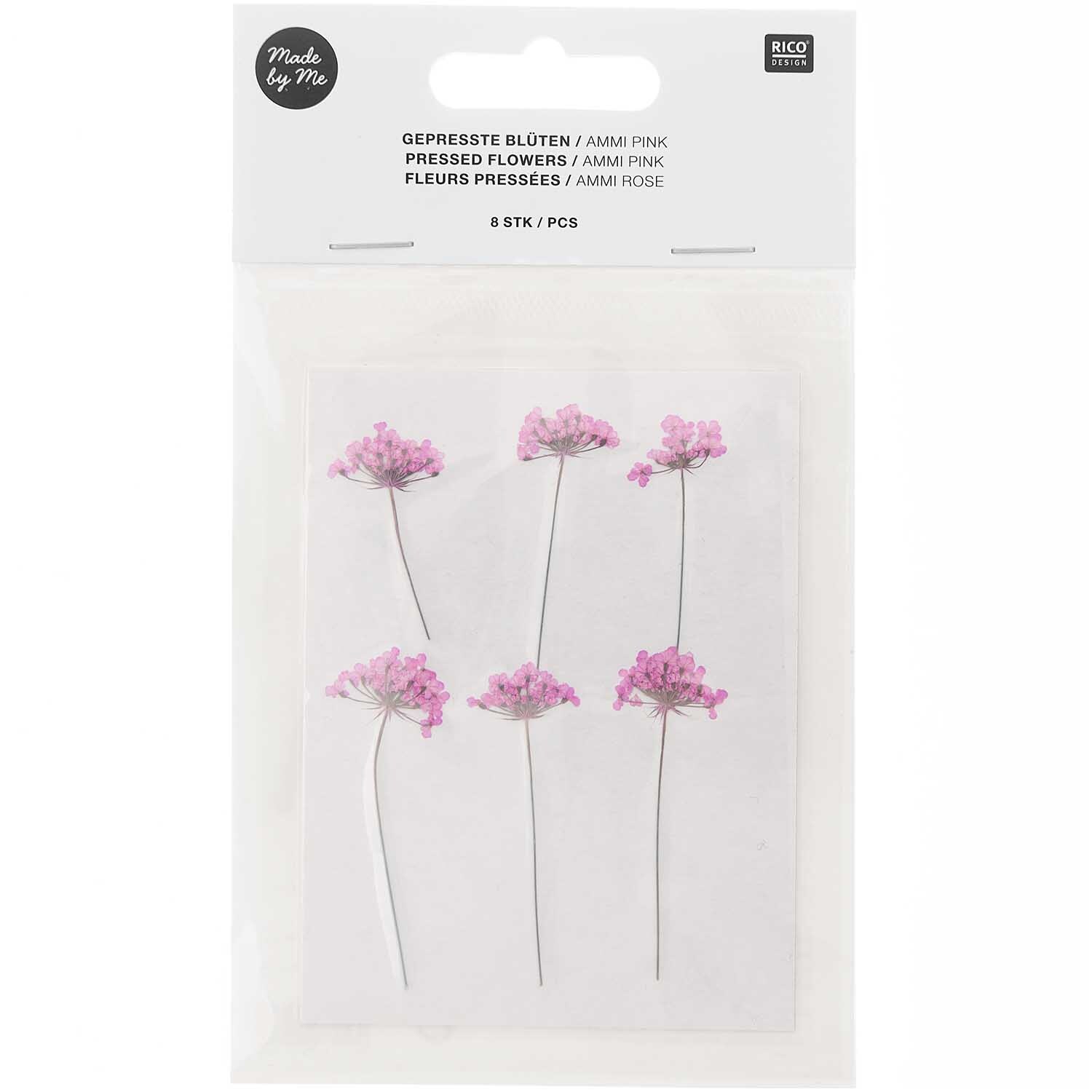 Gepresste Blüten Ammi pink 6 Stück von Rico Design