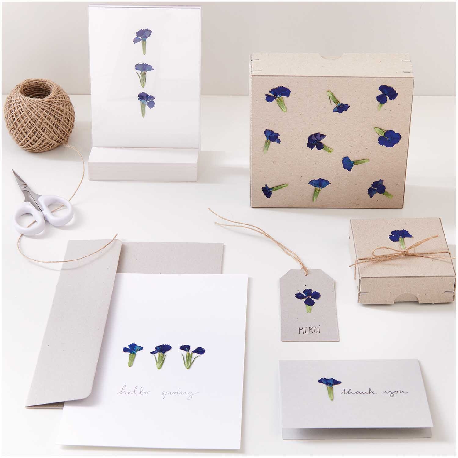 Gepresste Blüten Chinesische Nelke blau 6 Stück von Rico Design Gepresste Blüten Chinesische Nelke blau 6 Stück auf Grußkarten und Geschenkboxen arrangiert.
