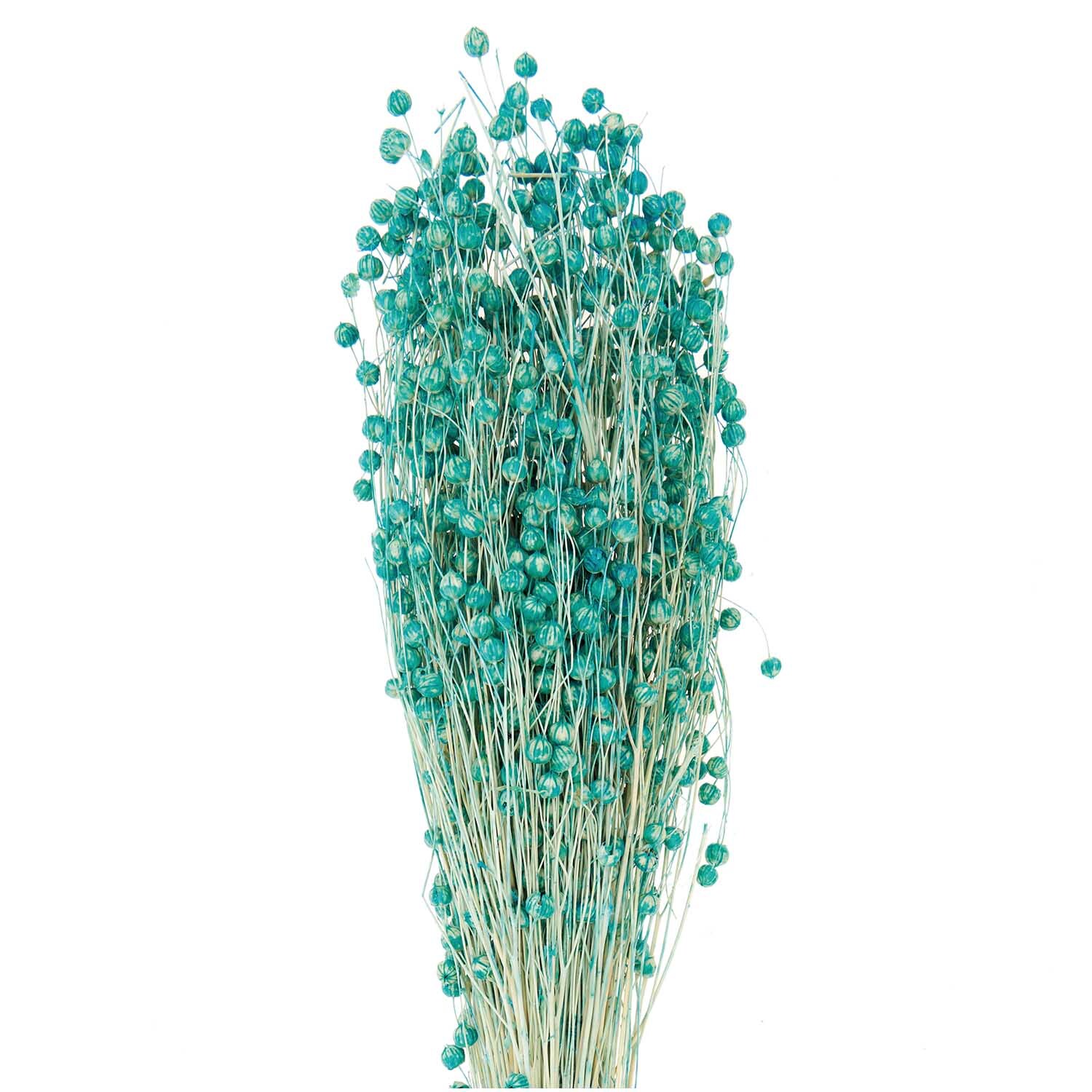 Getrockneter Flachs türkis 60-75cm 100g von Rico Design. Bündel aus türkisfarbenen Flachsblüten, ideal für Dekorationen und florale Arrangements.