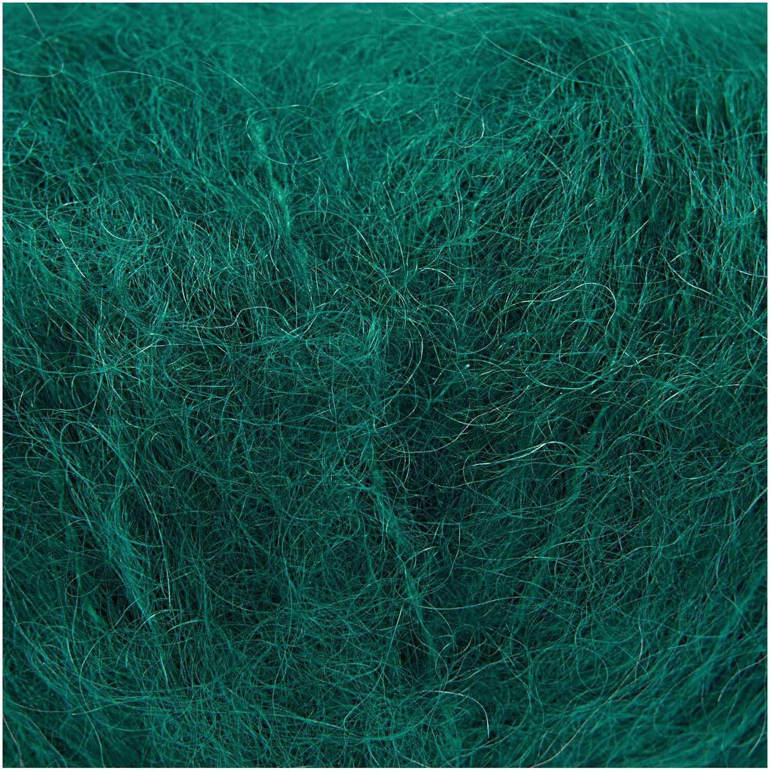 Algae