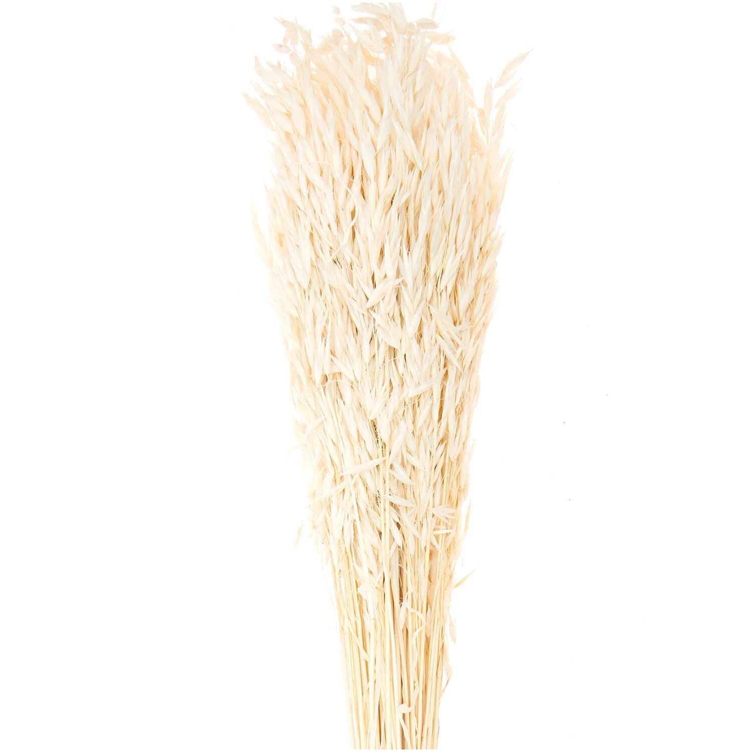Getrockneter Hafer natur 60-75cm 100g von Rico Design, zeigt einen Strauß heller, getrockneter Haferstängel.