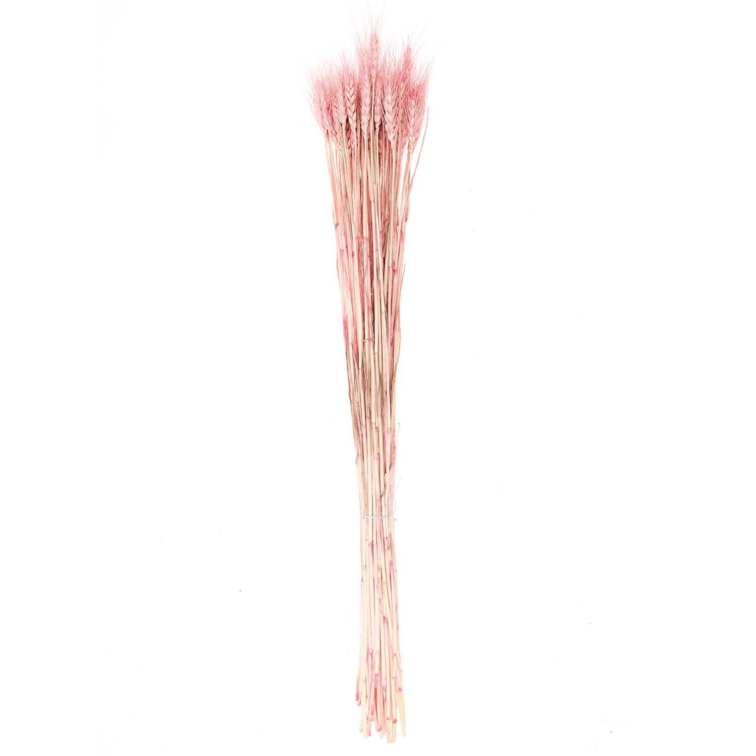 Getrockneter Weizen pink 60-70cm 50 Stück von Rico Design Getrockneter Weizen pink 60-70cm von Rico Design, 50 Stück. Elegante, langstielige Dekoration.