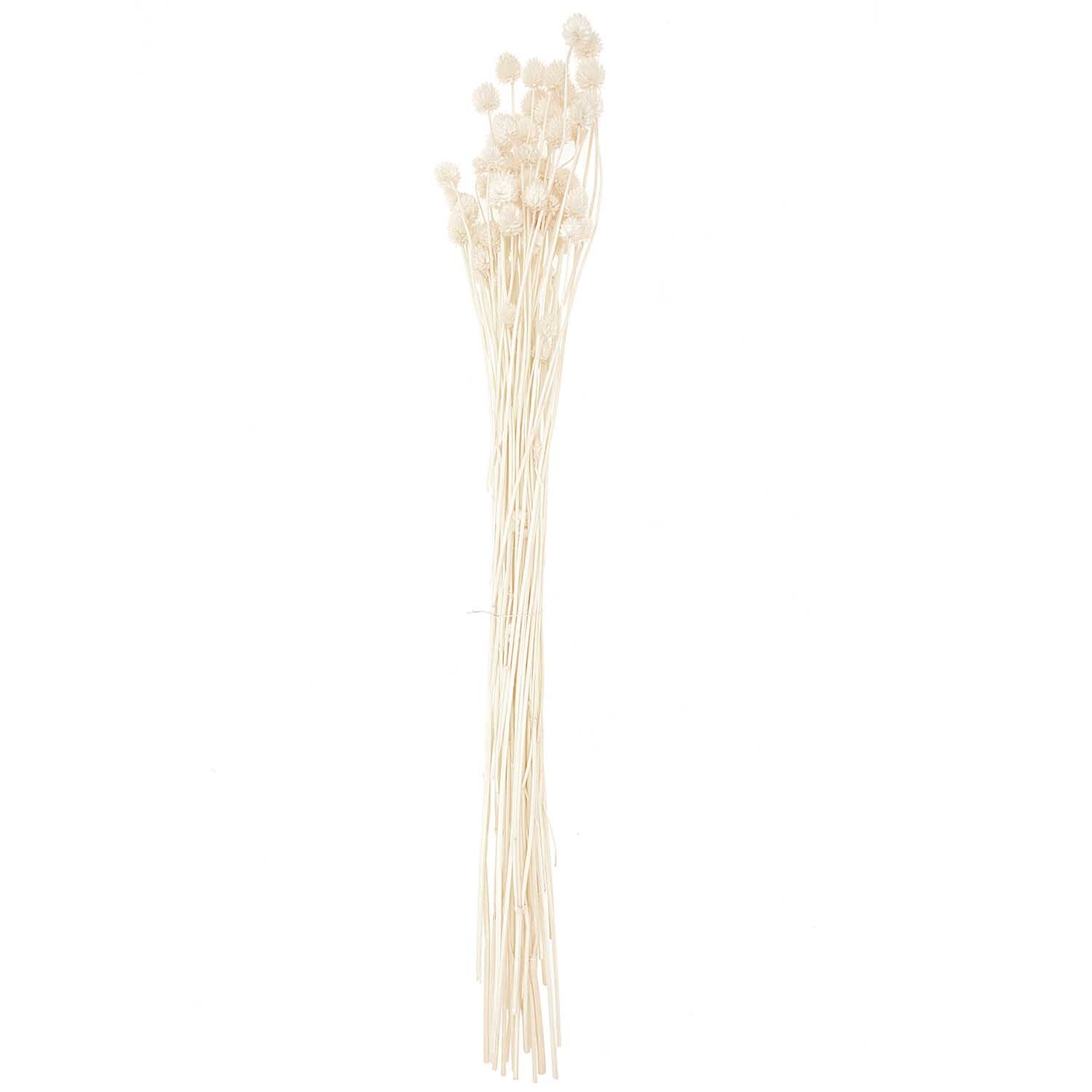 Getrocknete japanische Karde natur 60-75cm 50g von Rico Design Getrocknete japanische Karde von Rico Design, 60-75cm, naturfarben. Elegantes, minimalistisches Design für Dekorationen.