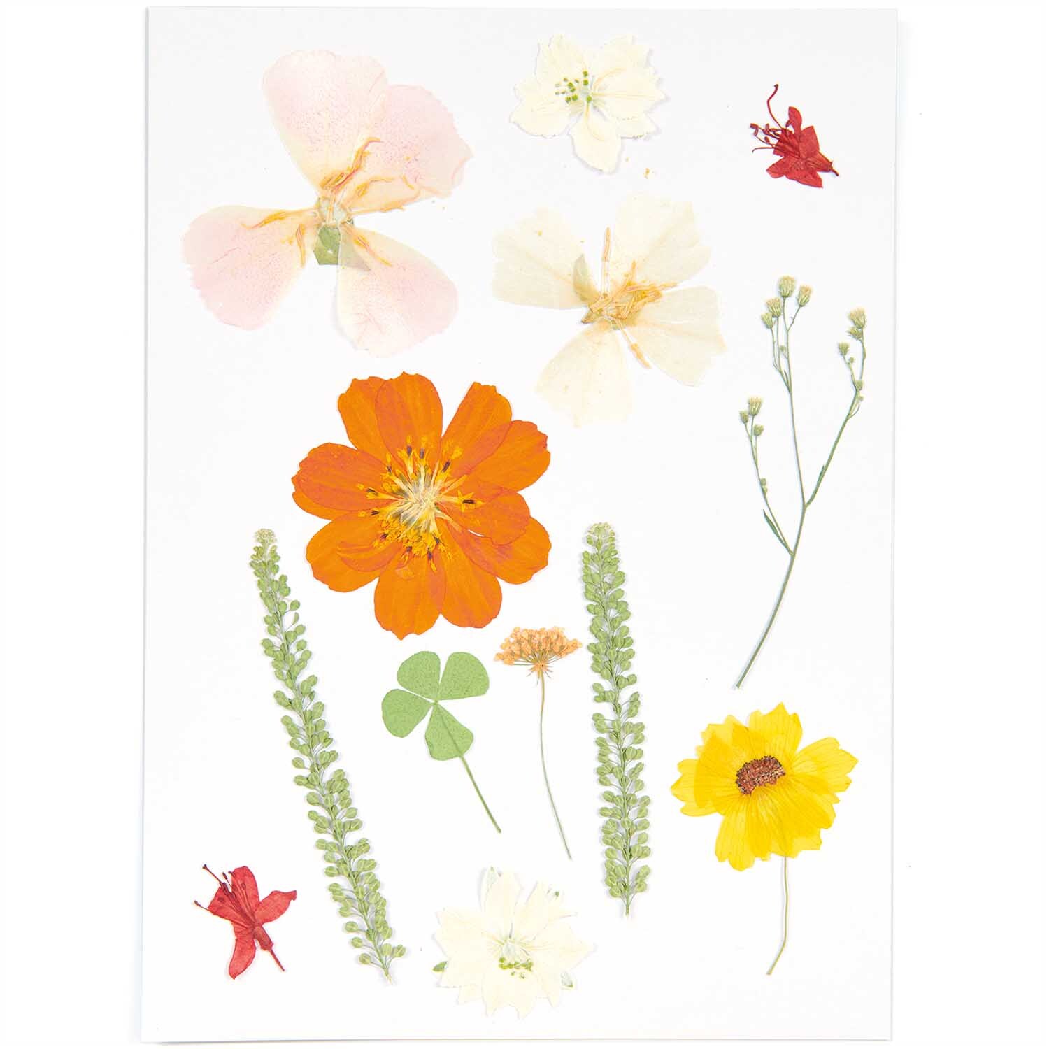 Gepresste Blüten Mix Set gelb-beige von Rico Design zeigt bunte Blüten und Blätter auf weißem Hintergrund.