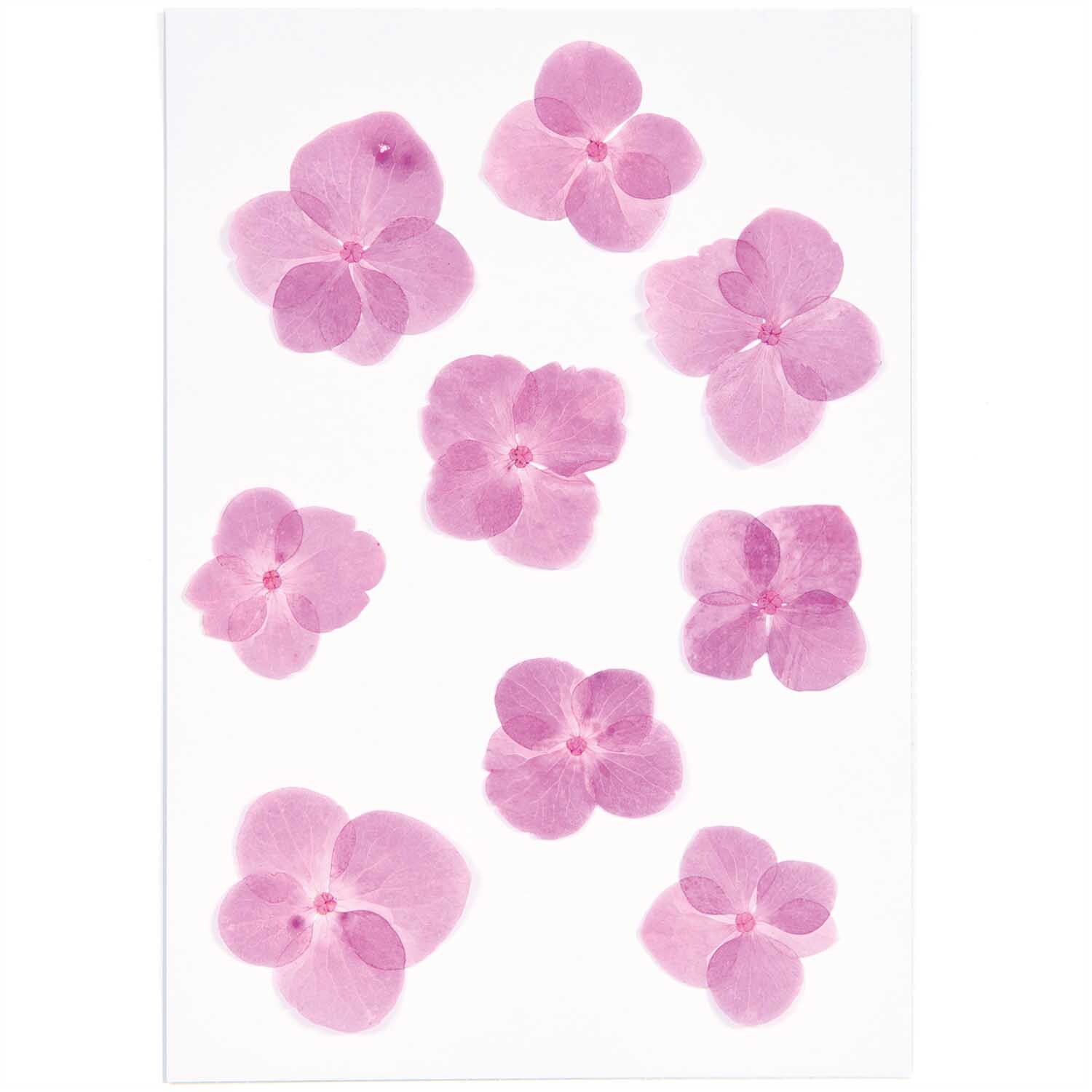 Gepresste Blüten Hortensie pink 9 Stück von Rico Design auf weißem Hintergrund arrangiert.