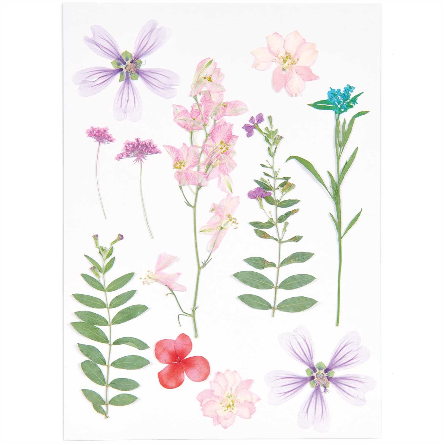 Gepresste Blüten Mix Set rosa-violett 11 Stück zeigt zarte Blüten in Rosa und Violett auf weißem Hintergrund. Ideal für kreative Projekte.