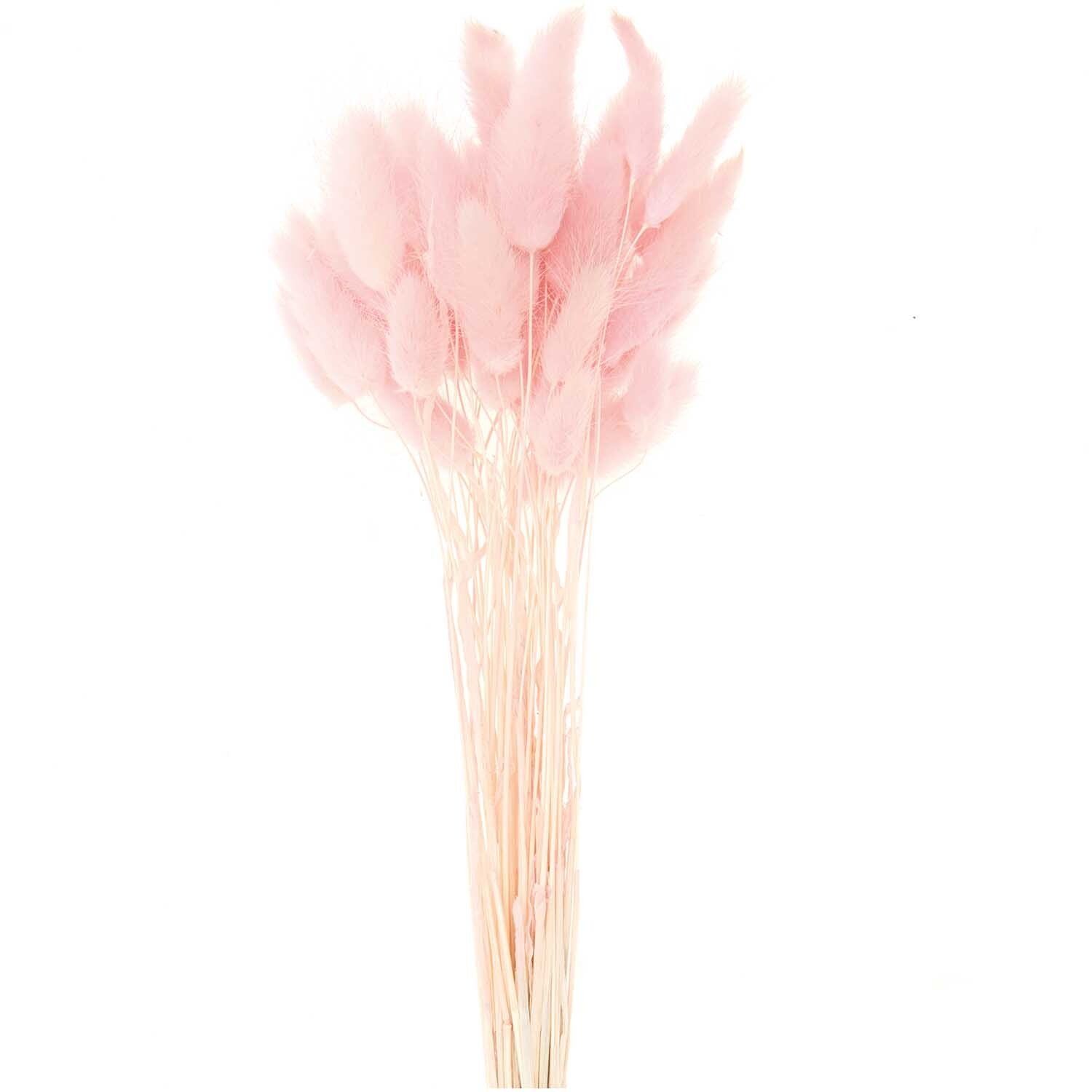 Getrockneter Lagurus pink ca. 40cm 50 Stück von Rico Design. Zarte, rosa Blüten auf langen Stielen.