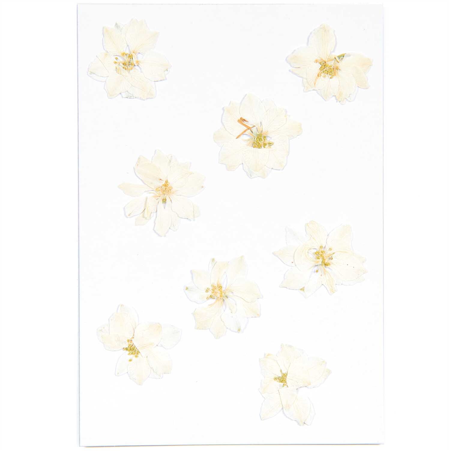 Gepresste Blüten Rittersporn weiß 8 Stück von Rico Design auf weißem Hintergrund, ideal für kreative Projekte.