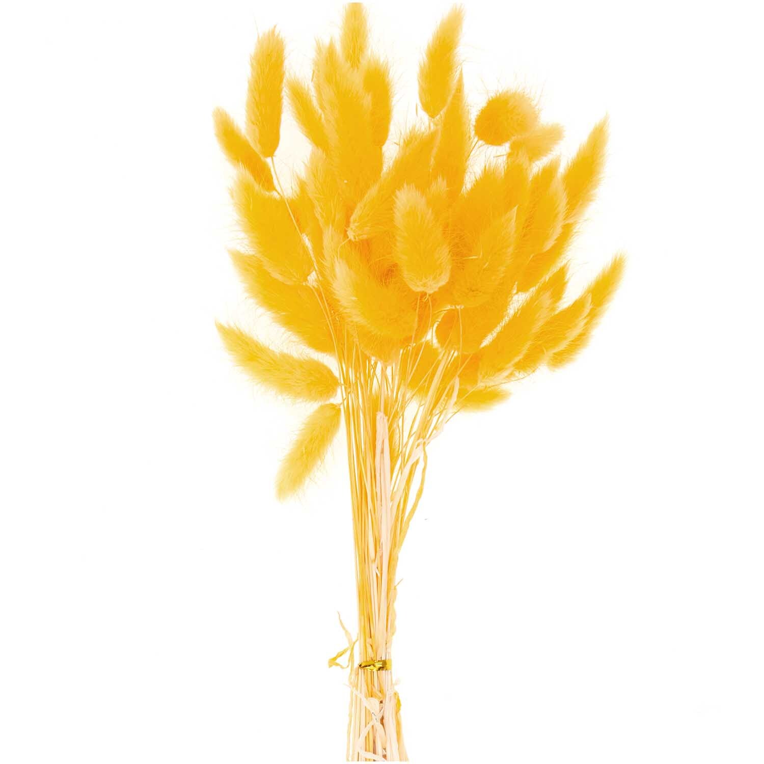 Getrockneter Lagurus gelb ca. 40cm 50 Stück von Rico Design. Dekorativer Strauß mit flauschigen, gelben Blüten, ideal für kreative Arrangements.