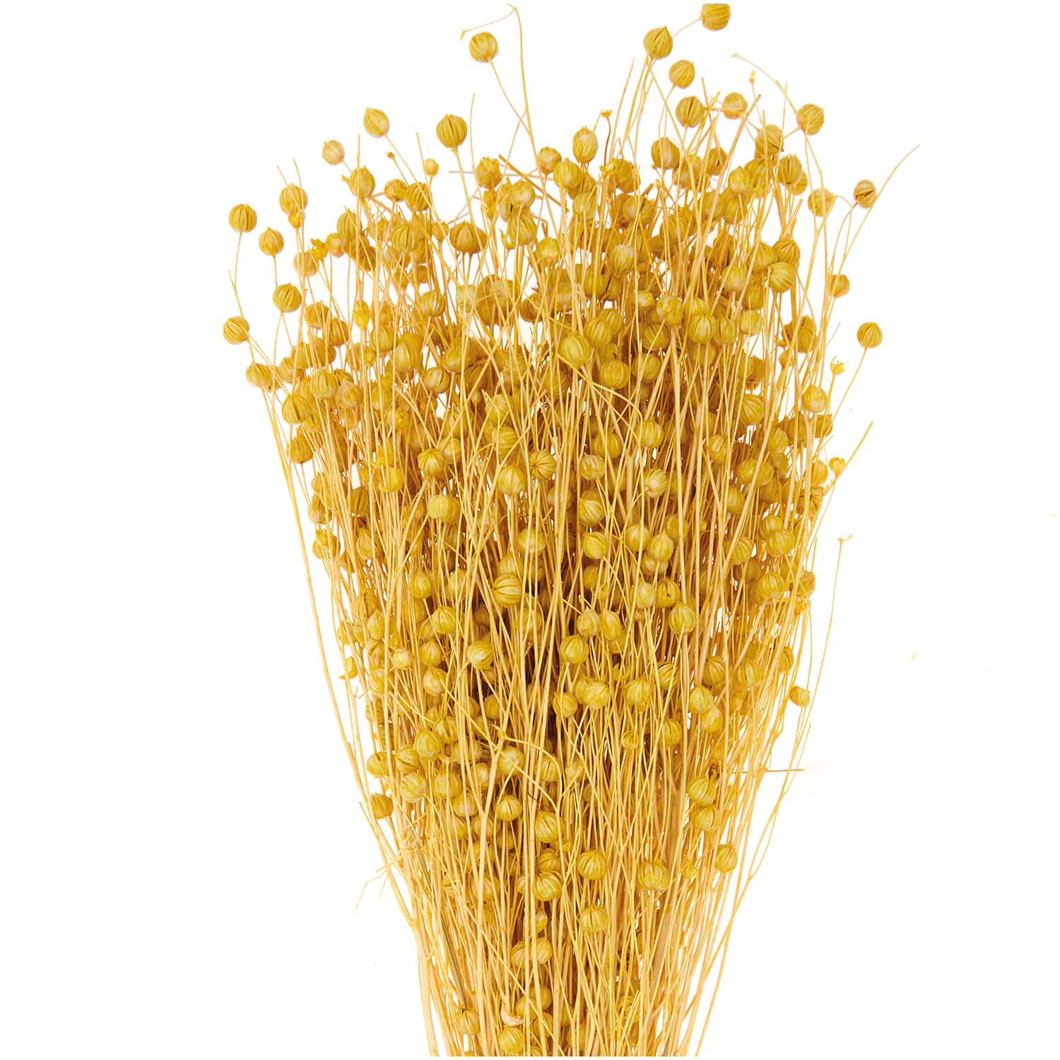 Getrockneter Flachs gelb 60-75cm 100g von Rico Design: Ein Bündel gelber Flachsblumen, ideal für Dekorationen.