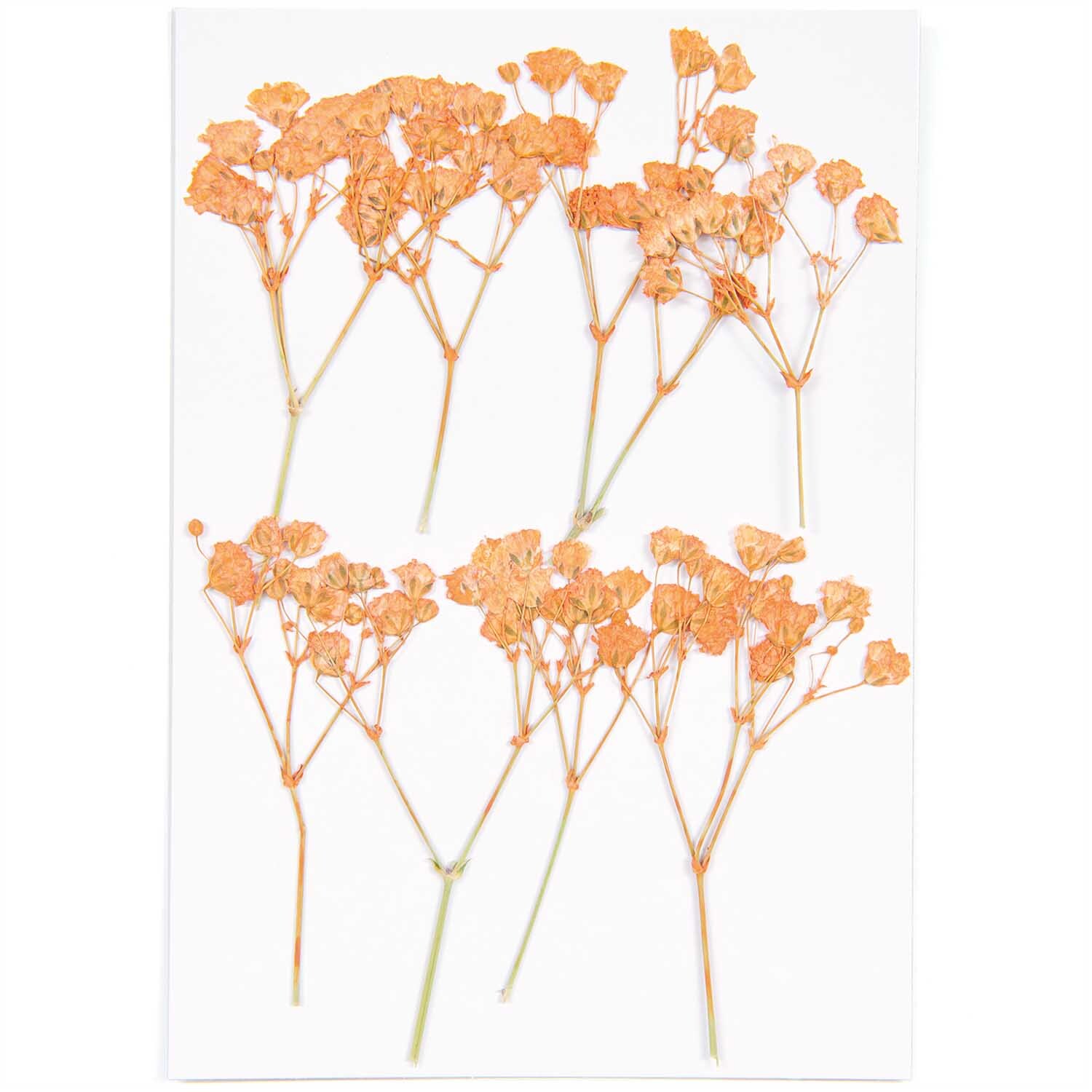 Gepresste Blüten Schleierkraut orange 8 Stück von Rico Design auf weißem Hintergrund arrangiert.