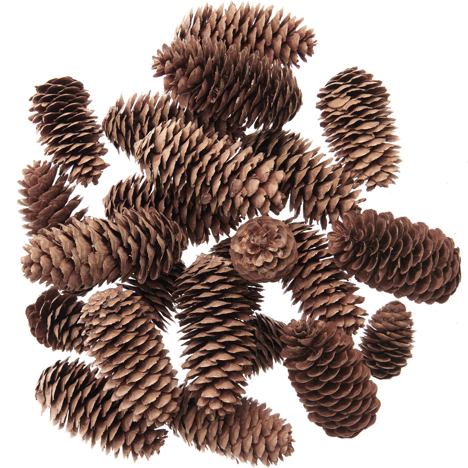 Fichtenzapfen 200g Farbe Natur von Rico Design Fichtenzapfen, Natur: Eine Sammlung von braunen Fichtenzapfen, ideal für Dekorationen.