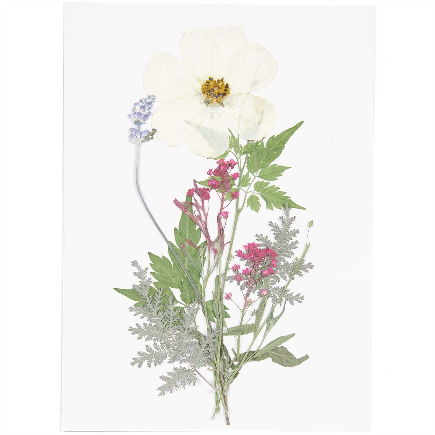 Gepresste Blüten Mix Set mit weißen und violetten Blüten von Rico Design, dekorativ arrangiert auf weißem Hintergrund.