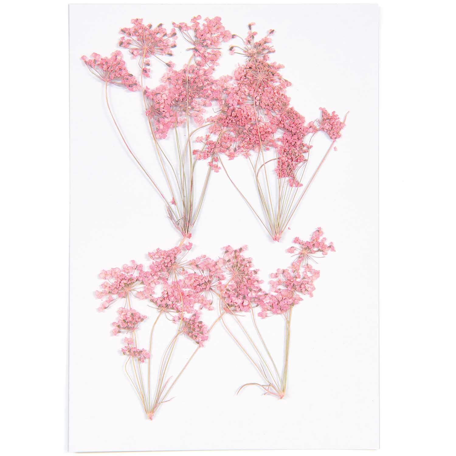 Gepresste Blüten Ammi Zweig rosa von Rico Design, vier zarte rosa Blütenzweige auf weißem Hintergrund.