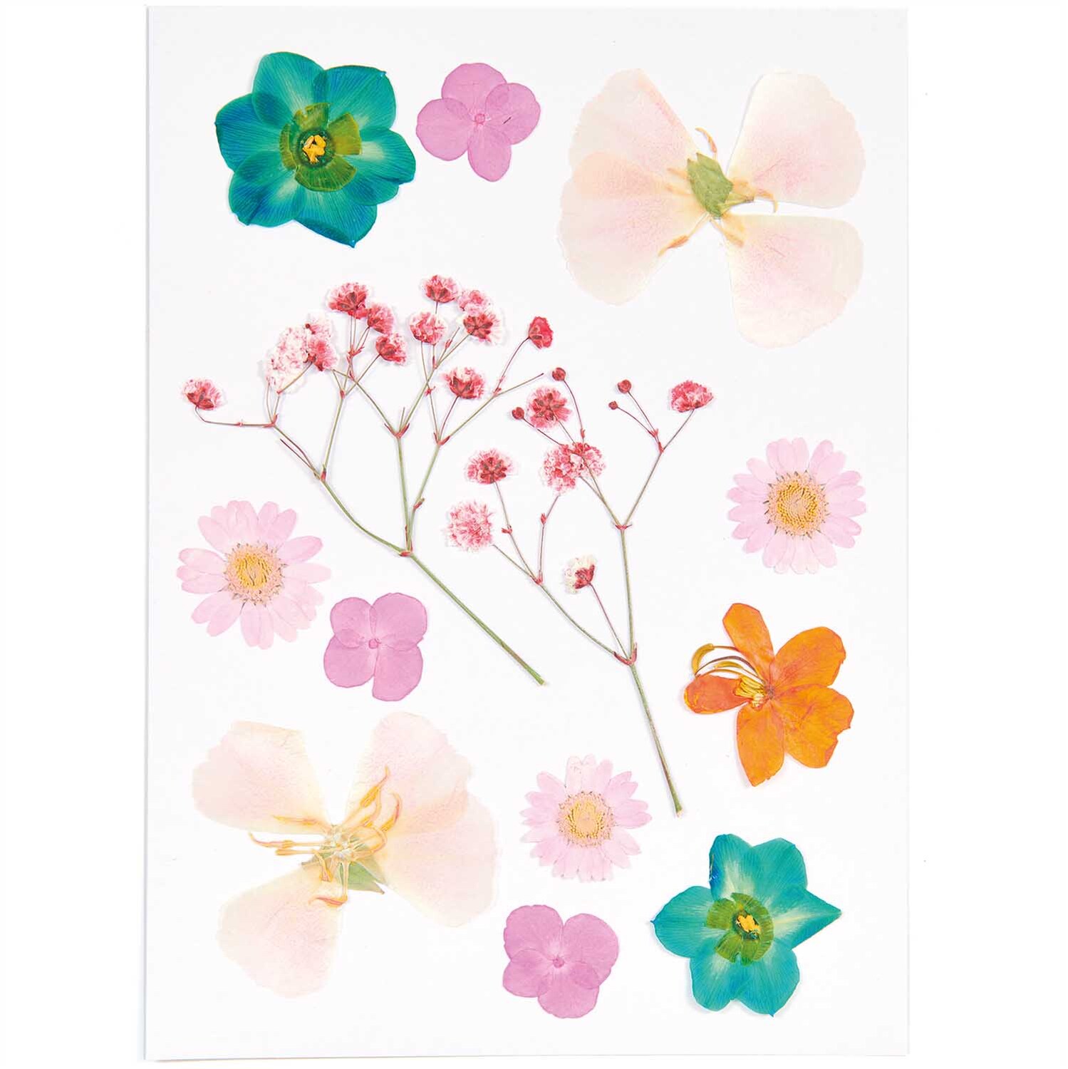 Gepresste Blüten Mix Set orange-türkis 13 Stück: Verschiedene Blüten in lebhaften Farben auf weißem Hintergrund. Ideal für kreative Projekte.