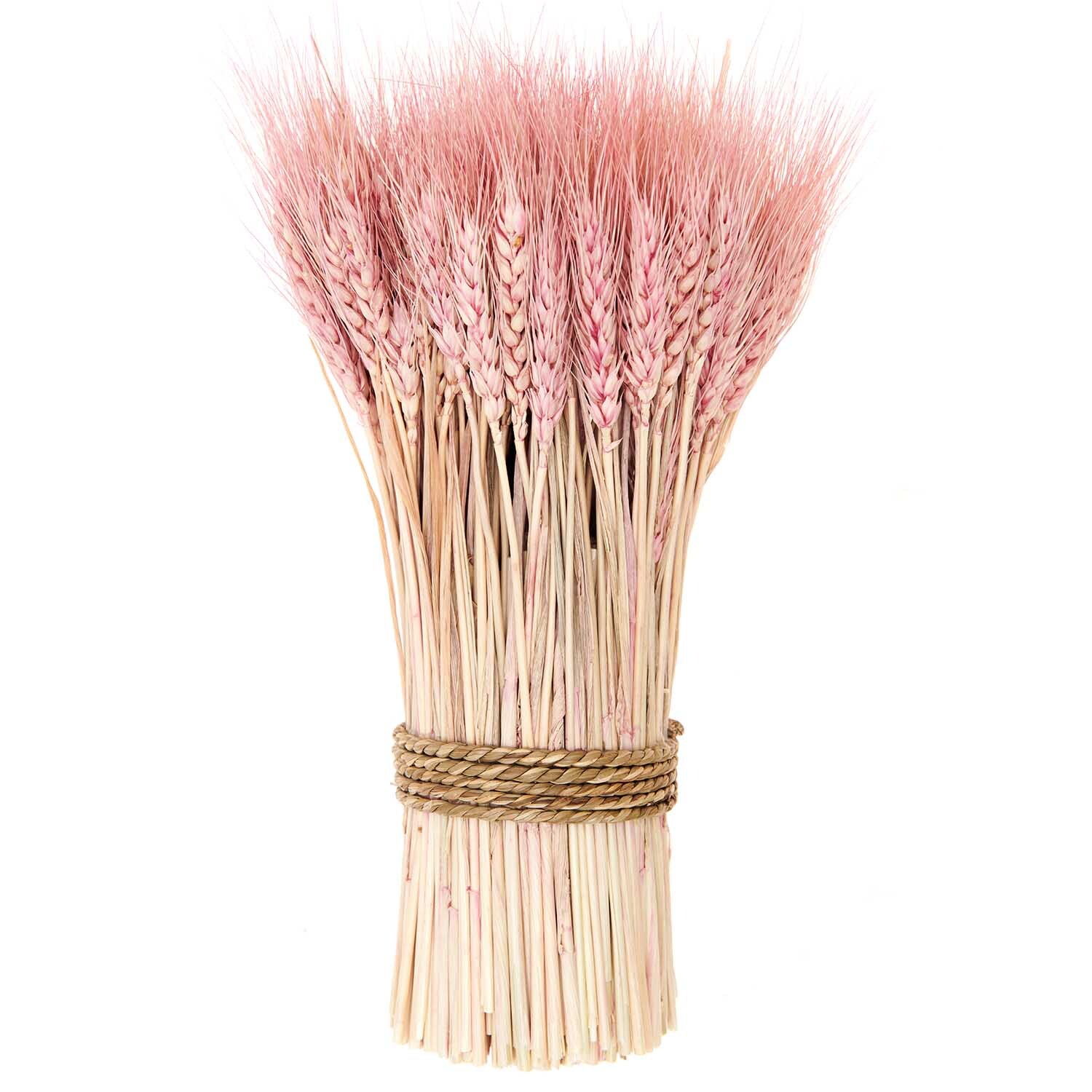 Getrockneter Weizenbund pink 30cm 150g von Rico Design, dekorativ gebunden mit natürlichem Seil. Ideal für stilvolle Wohnaccessoires.