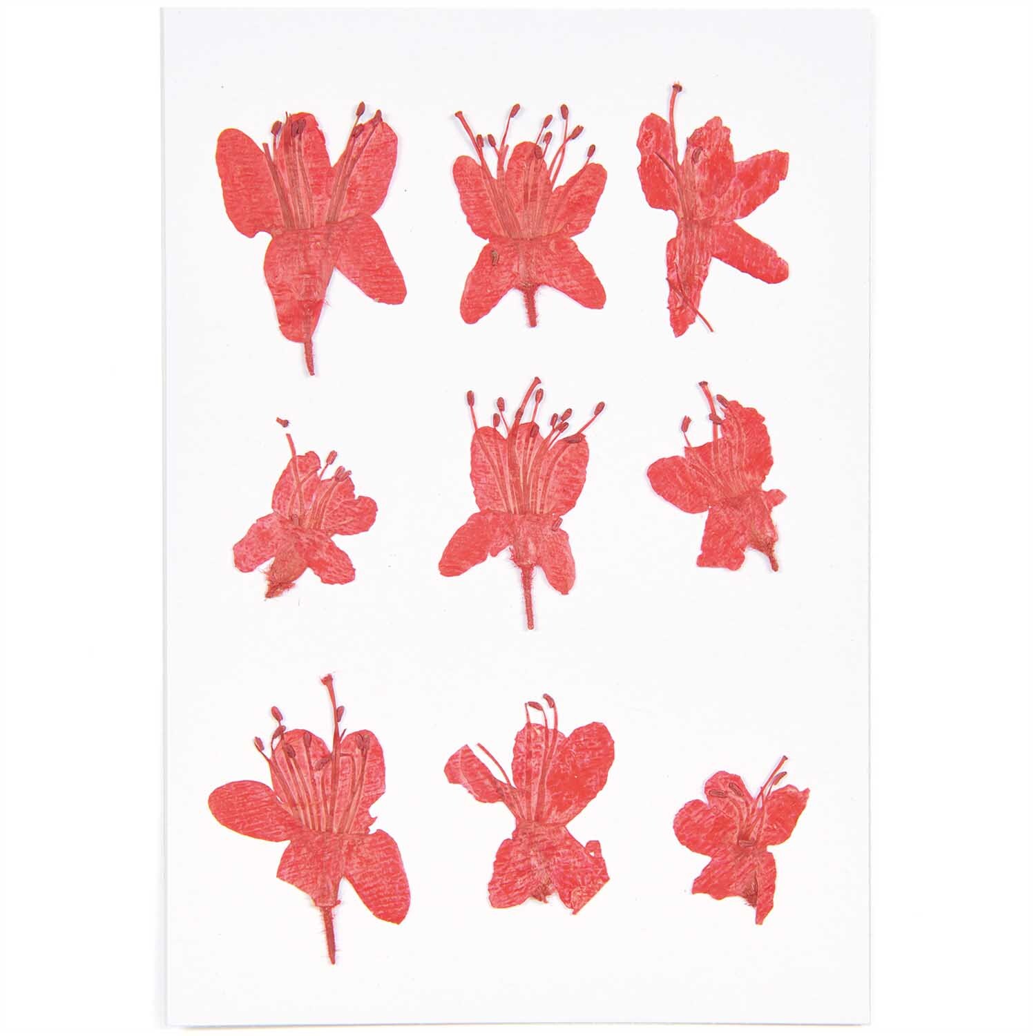 Gepresste Blüten Azalee rot 9 Stück von Rico Design auf weißem Hintergrund, ideal für kreative Projekte.