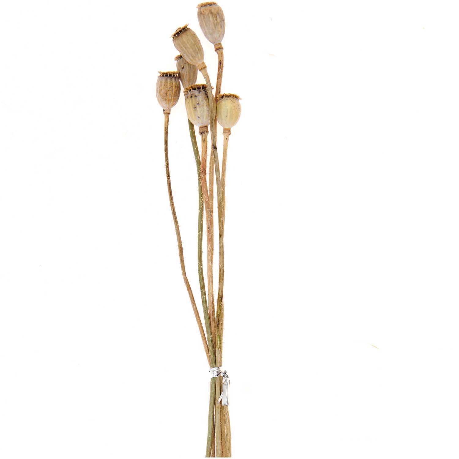 Getrocknete Mohnkolben ca. 40cm 6 Stück von Rico Design, naturfarben, gebündelt auf weißem Hintergrund.
