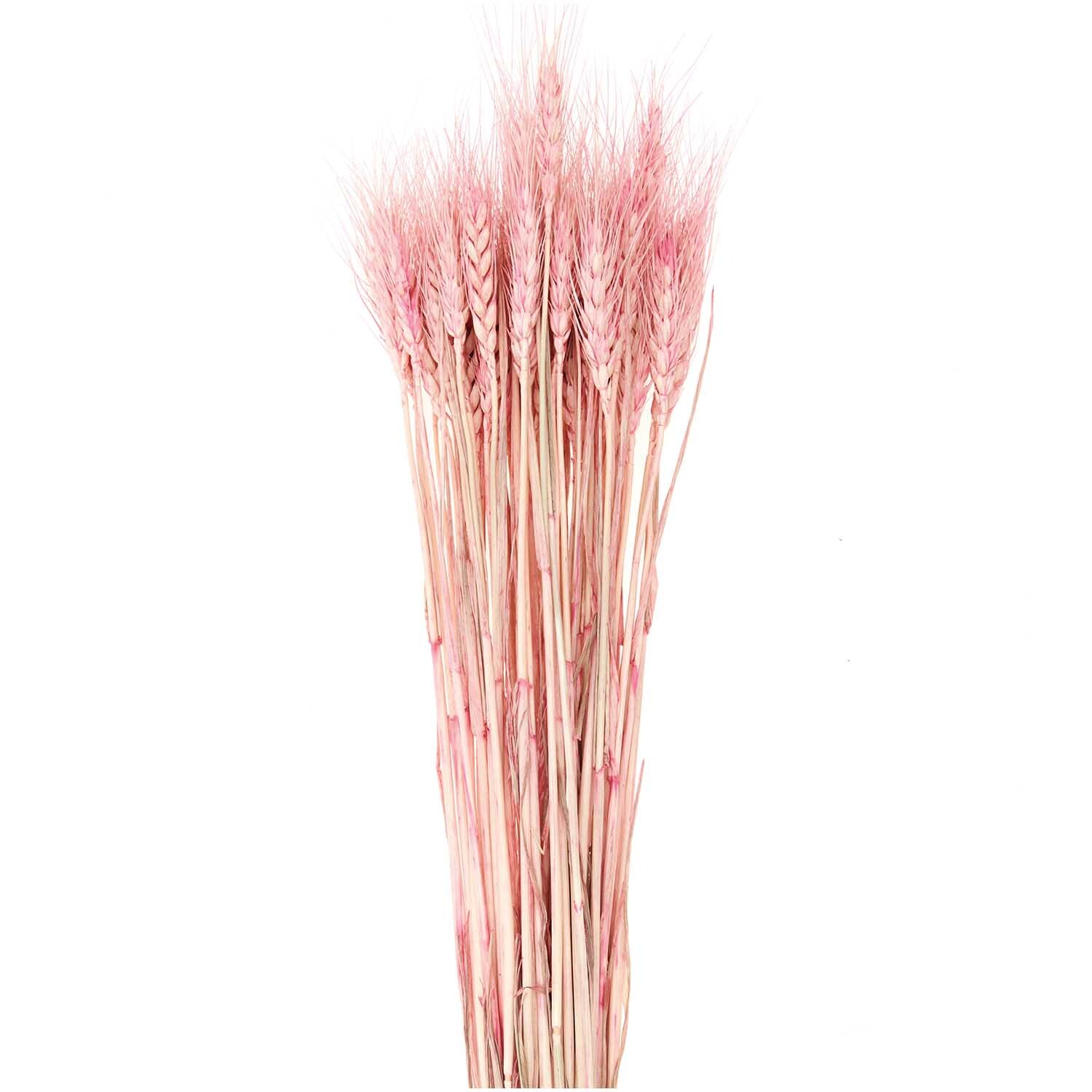 Getrockneter Weizen in Rosa von Rico Design, 60-70 cm lang, 50 Stück, ideal für Dekorationen.