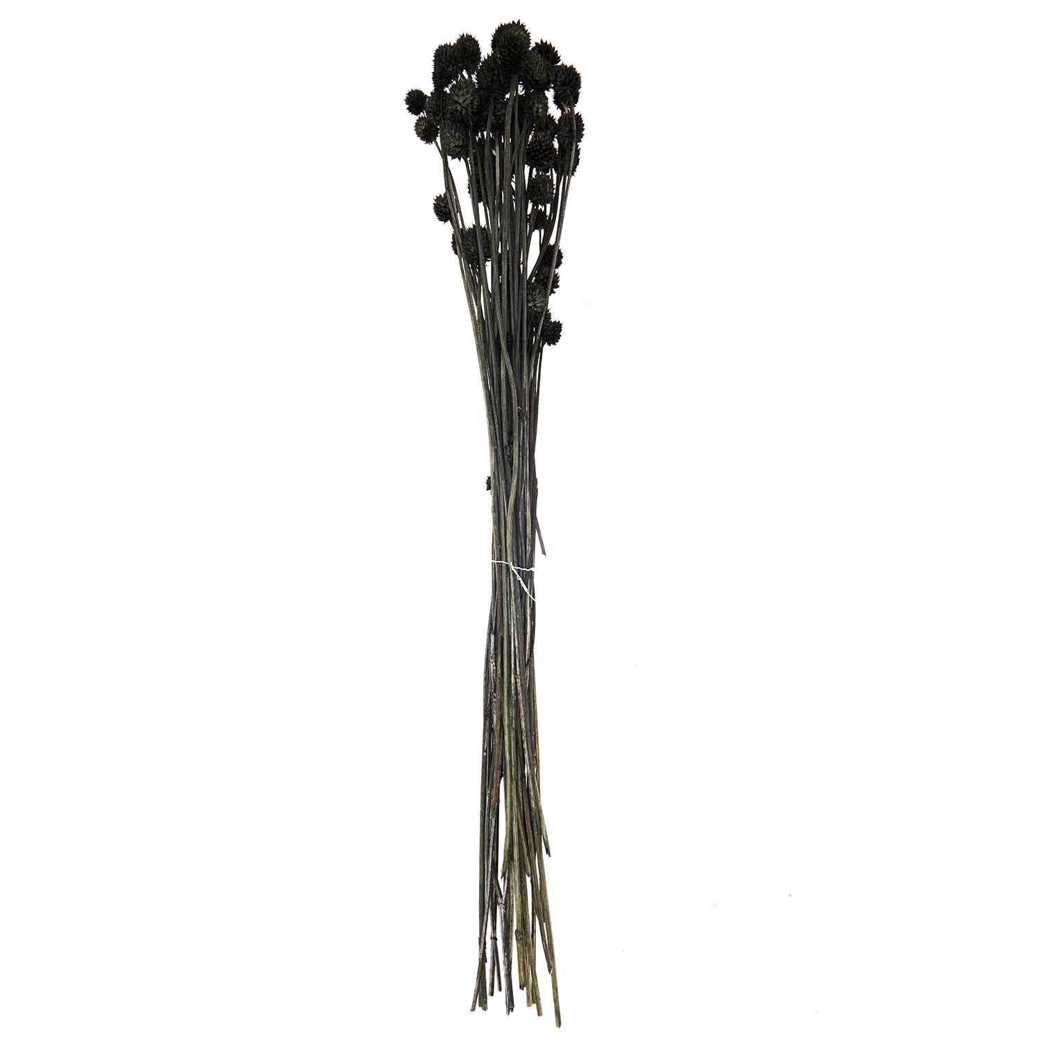 Getrocknete japanische Karde schwarz 60-75cm 50g von Rico Design Getrocknete japanische Karde von Rico Design, schwarz, 60-75cm, 50g. Eleganter Strauß mit langen Stielen und dunklen Blütenköpfen.