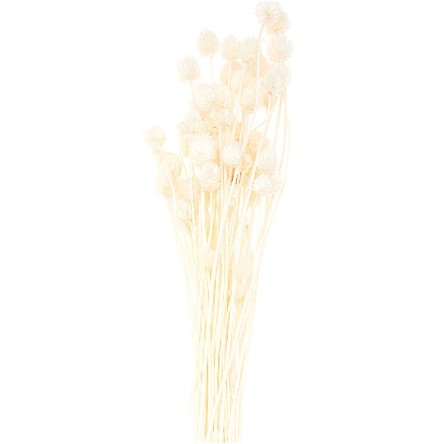 Getrocknete japanische Karde, 60-75cm, von Rico Design. Ein natürlicher Strauß mit zarten, hellen Blüten.