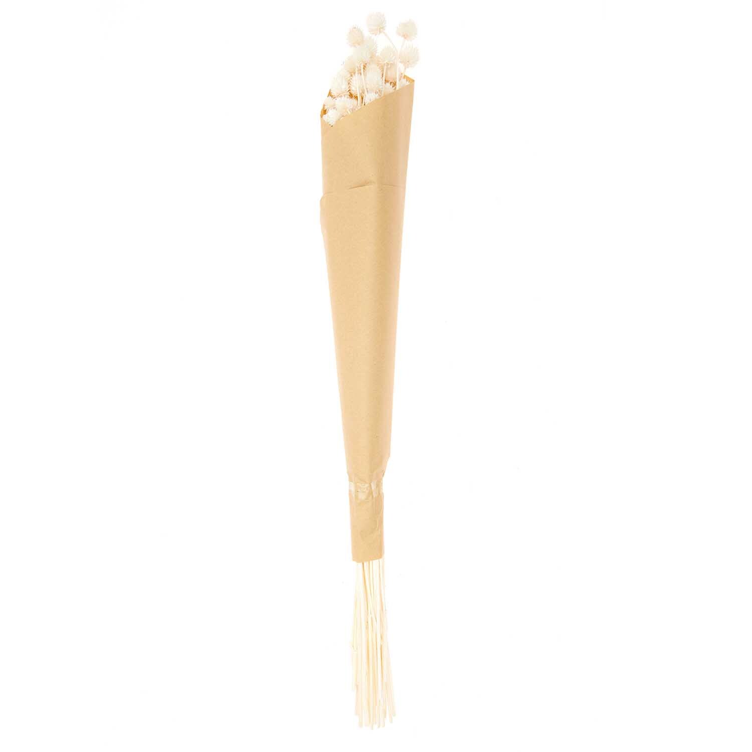 Getrocknete japanische Karde natur 60-75cm 50g von Rico Design