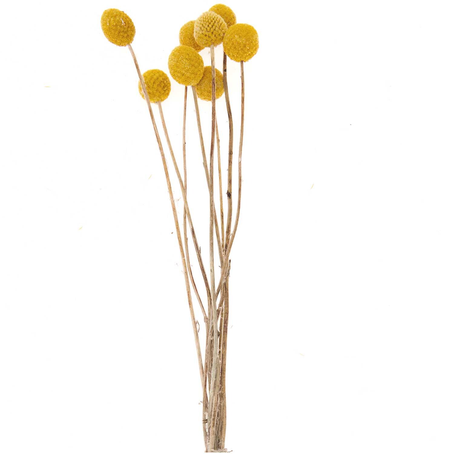 Getrocknete Craspedia von Rico Design, zehn gelbe Stiele, 50-60 cm lang, auf weißem Hintergrund.