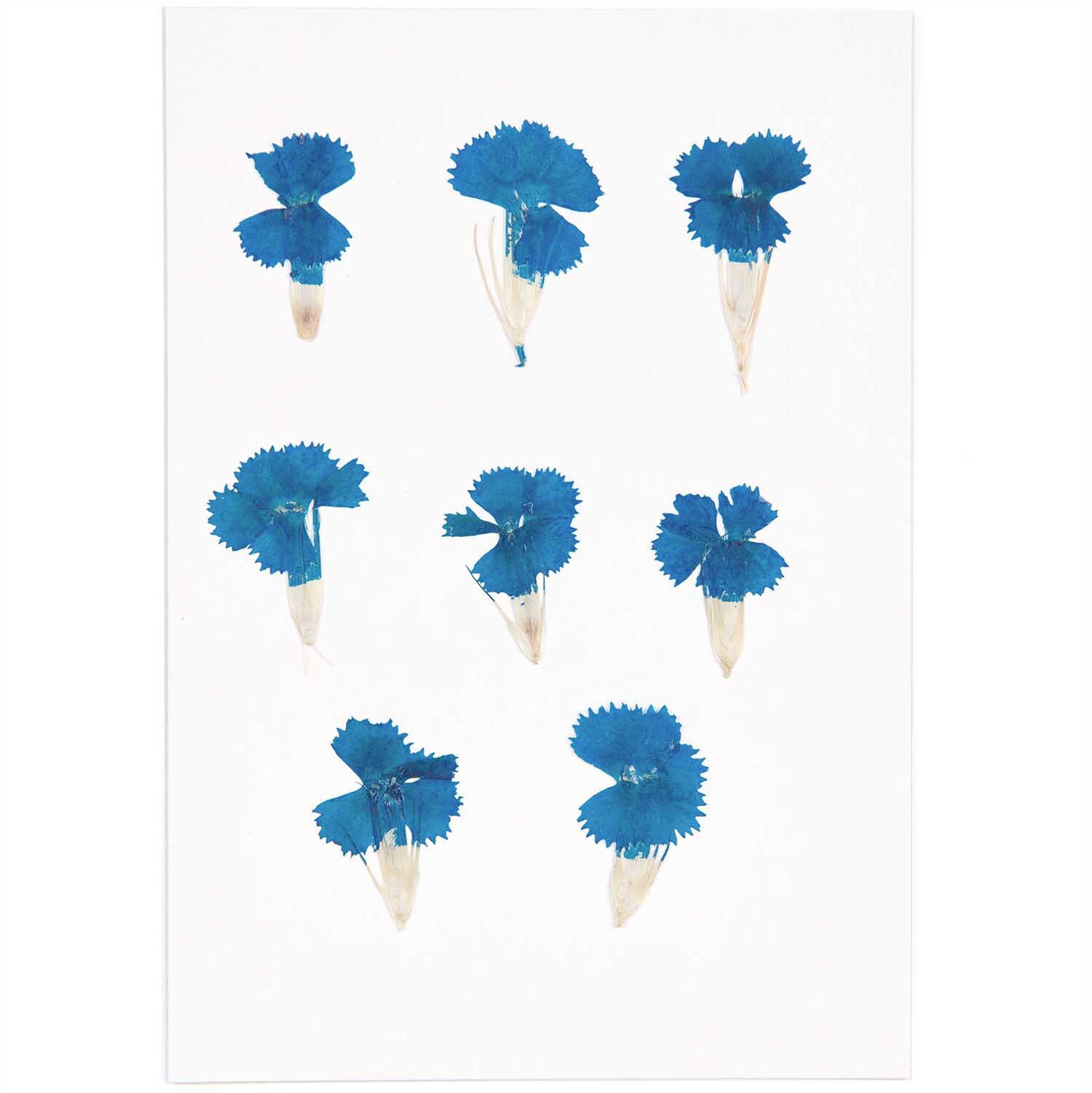 Gepresste Blüten Chinesische Nelke in leuchtendem Blau, 6 Stück von Rico Design auf weißem Hintergrund.