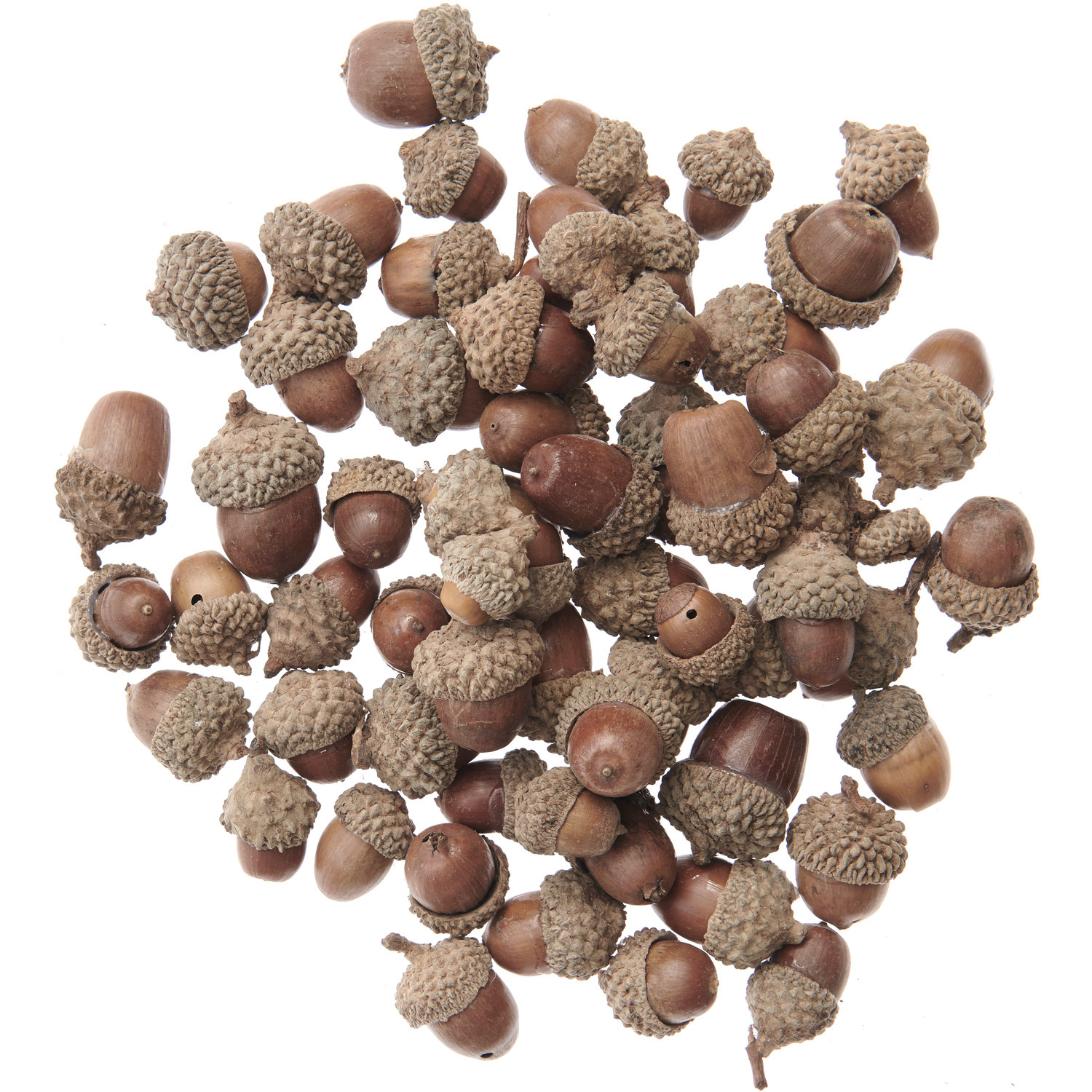 Eicheln Natur von Rico Design, 200g. Eine Vielzahl von braunen Eicheln mit natürlichen Kappen.